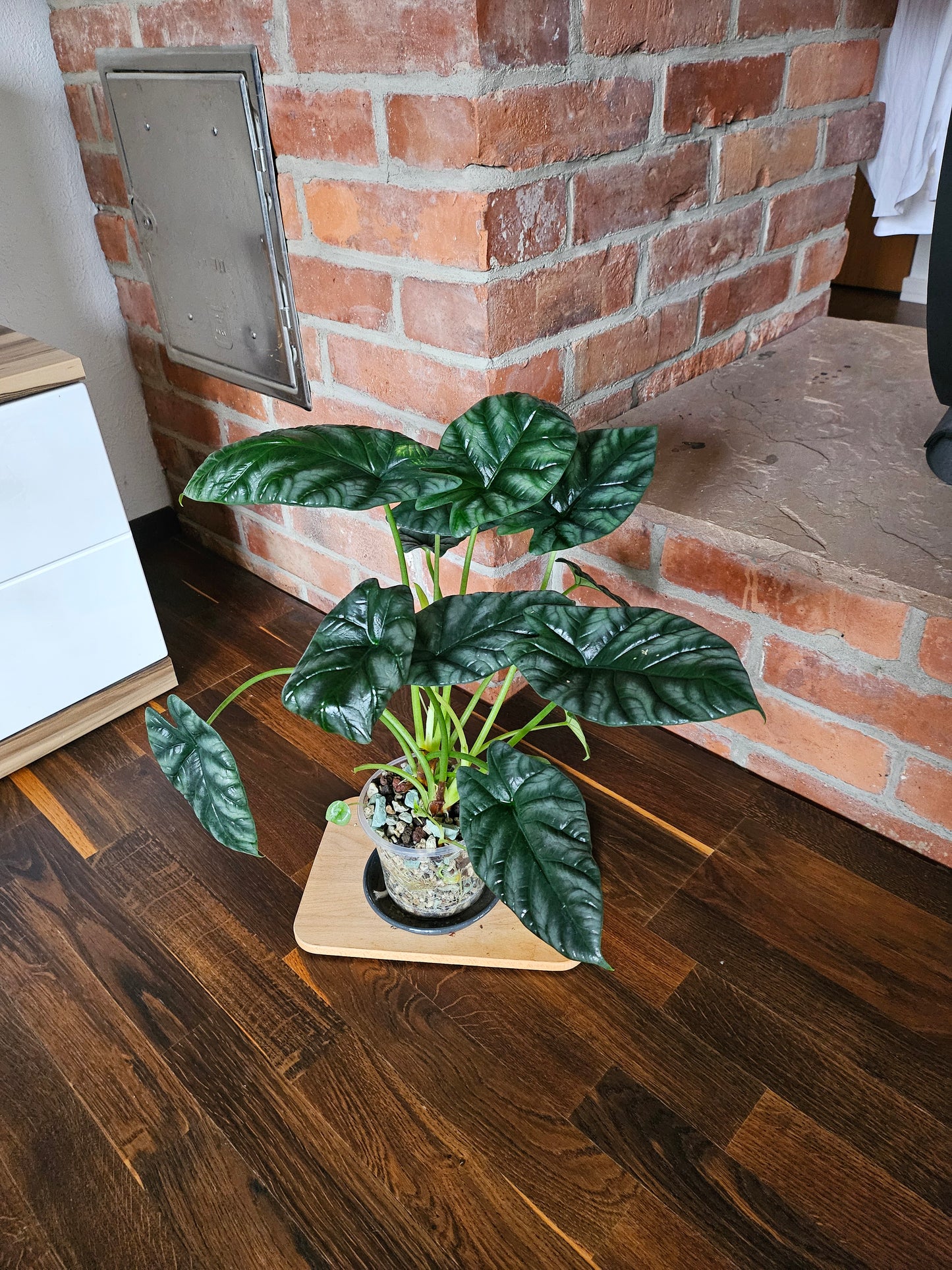 Alocasia Sinuata XXL Pflanze