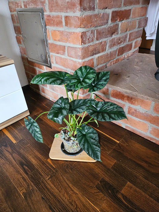 Alocasia Sinuata XXL Pflanze