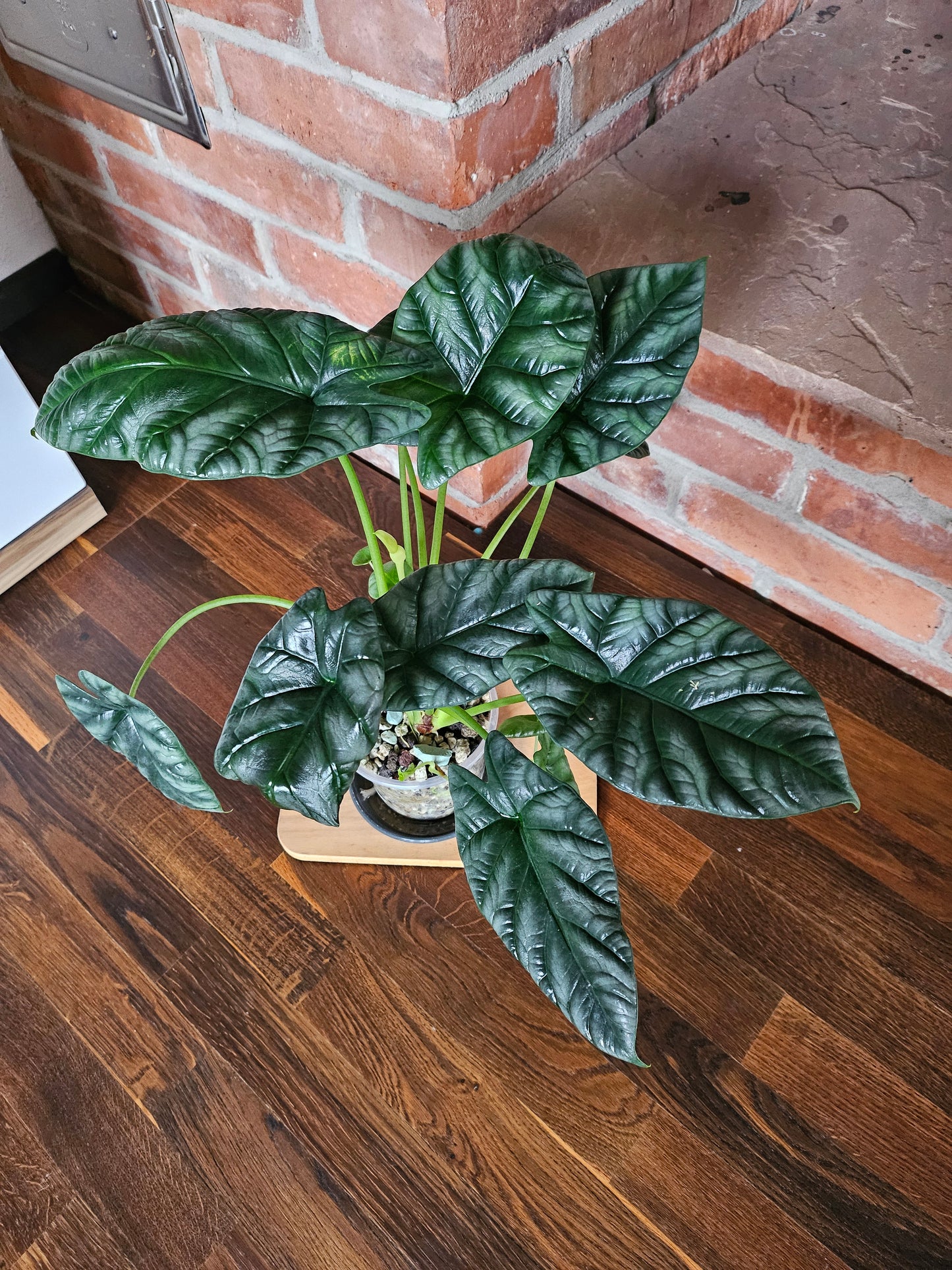 Alocasia Sinuata XXL Pflanze