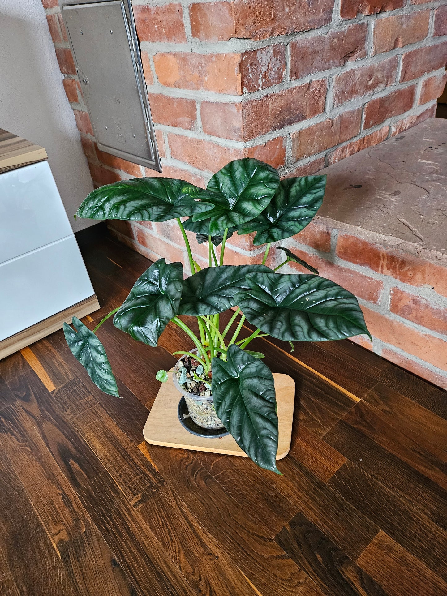 Alocasia Sinuata XXL Pflanze