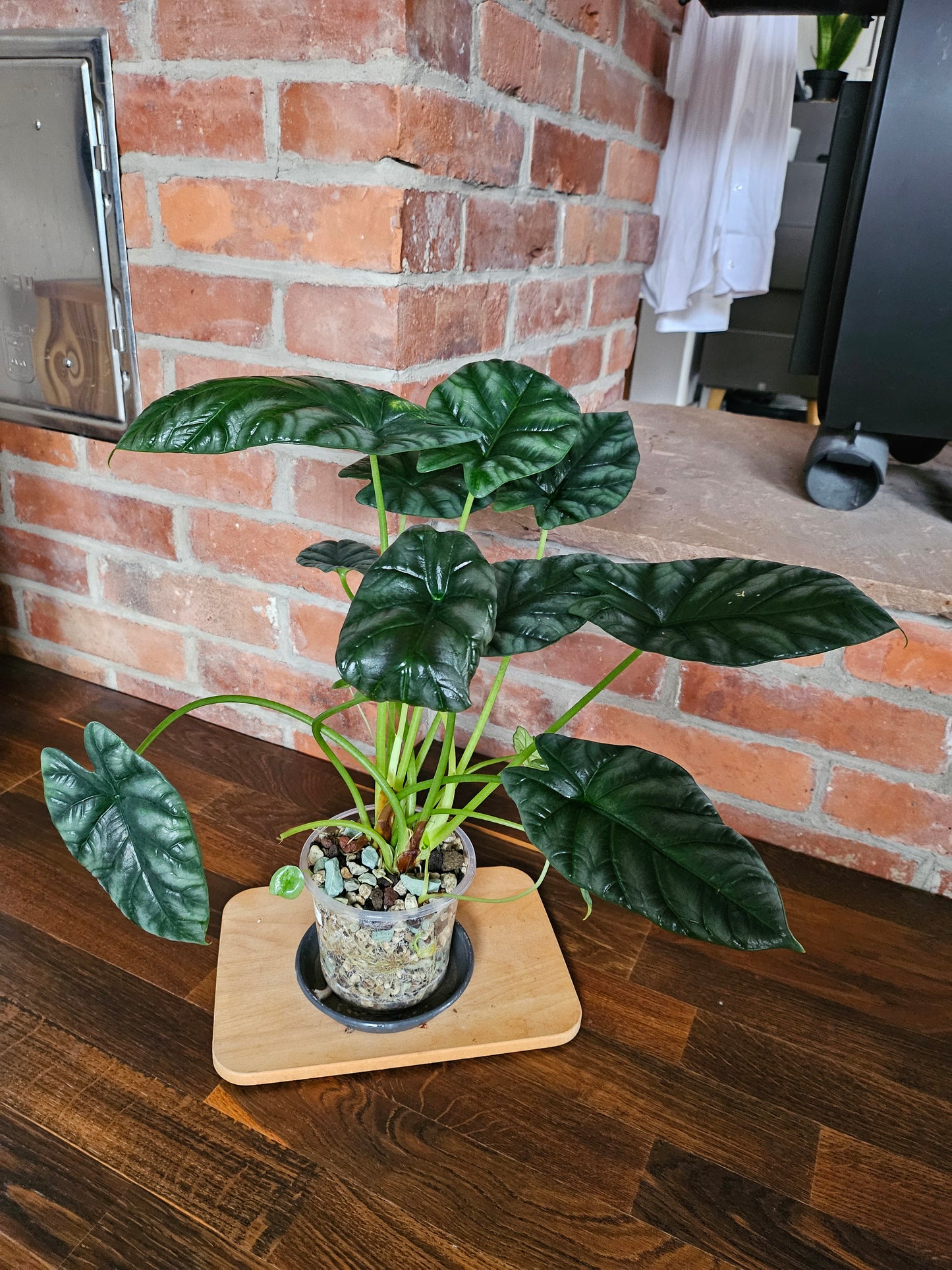 Alocasia Sinuata XXL Pflanze