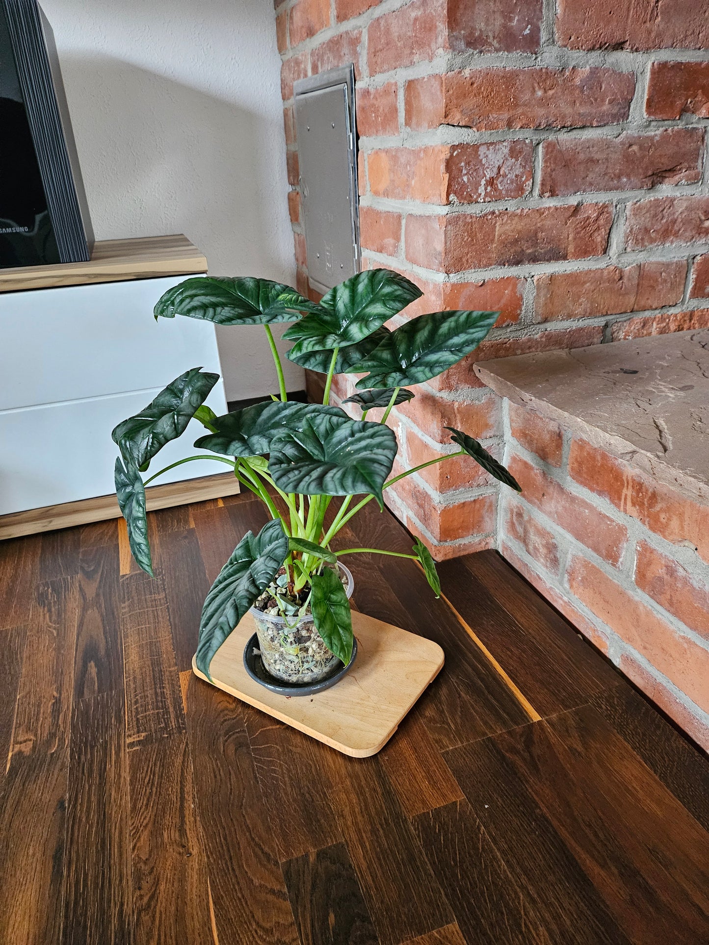 Alocasia Sinuata XXL Pflanze