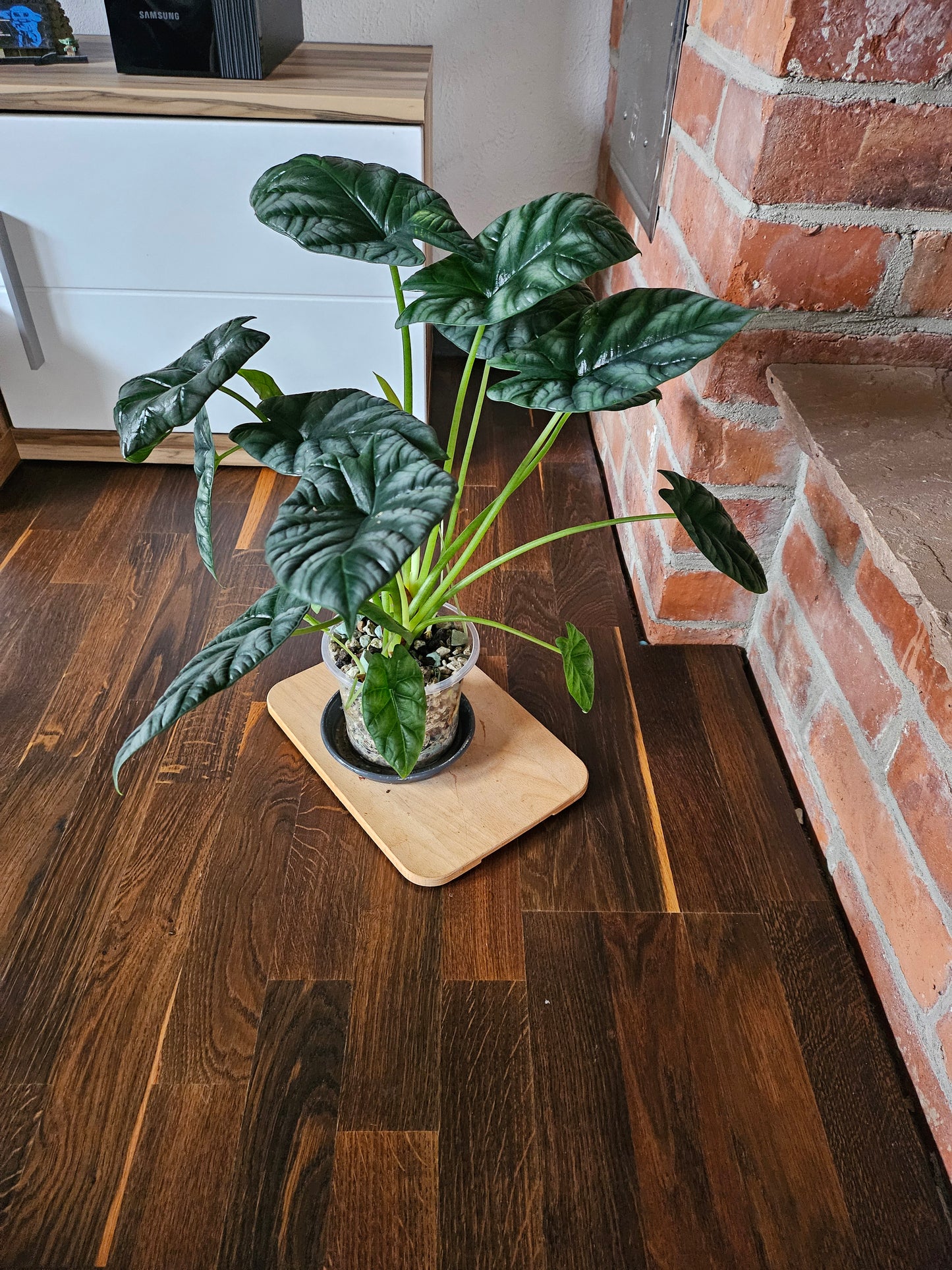 Alocasia Sinuata XXL Pflanze