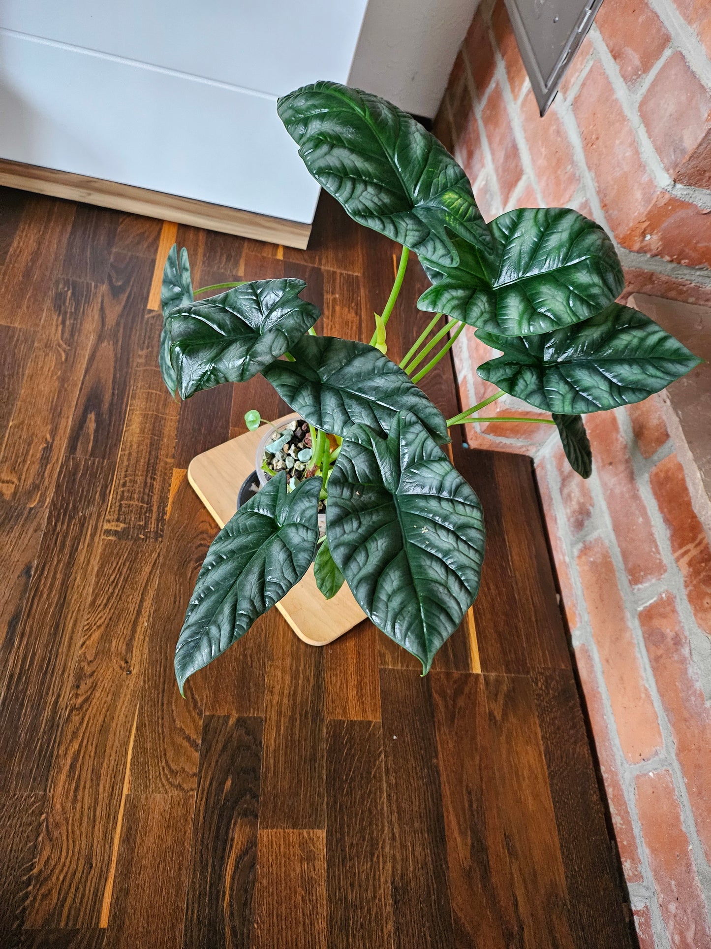 Alocasia Sinuata XXL Pflanze