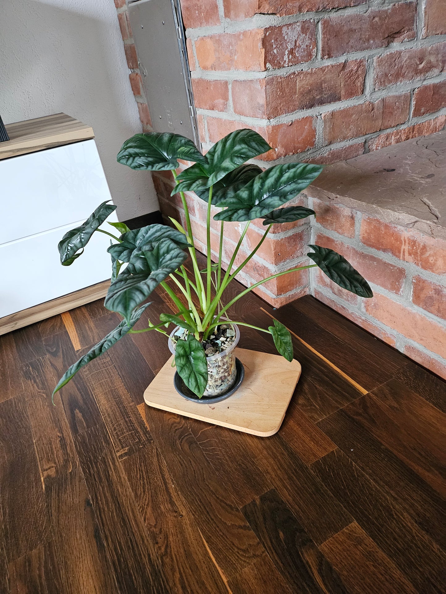 Alocasia Sinuata XXL Pflanze