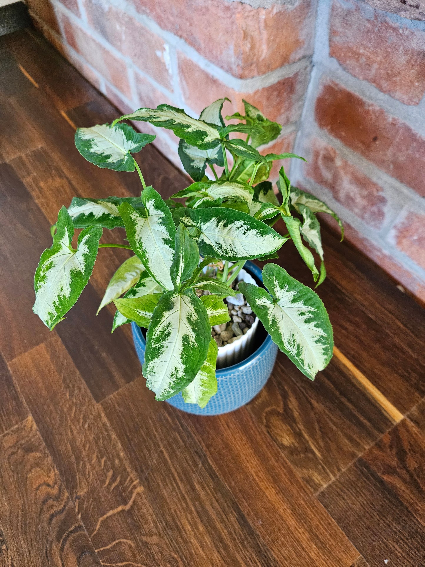 Syngonium wendlandii silver goosefoot Pflanze Rarität