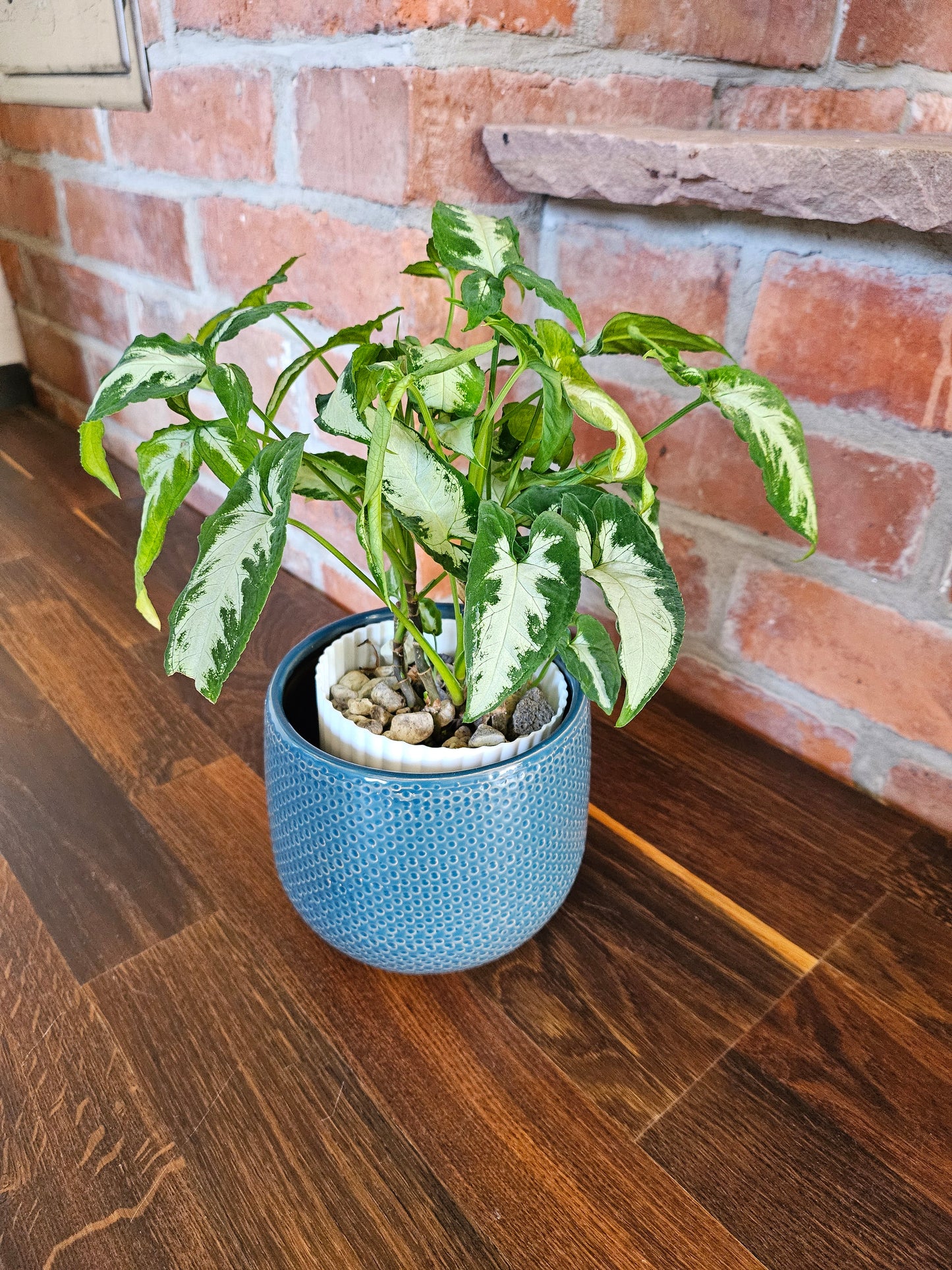 Syngonium wendlandii silver goosefoot Pflanze Rarität