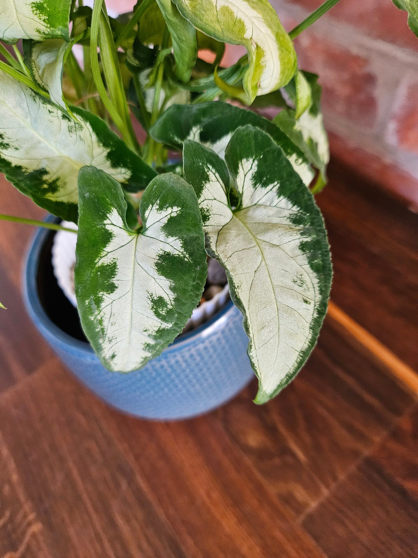 Syngonium wendlandii silver goosefoot Pflanze Rarität