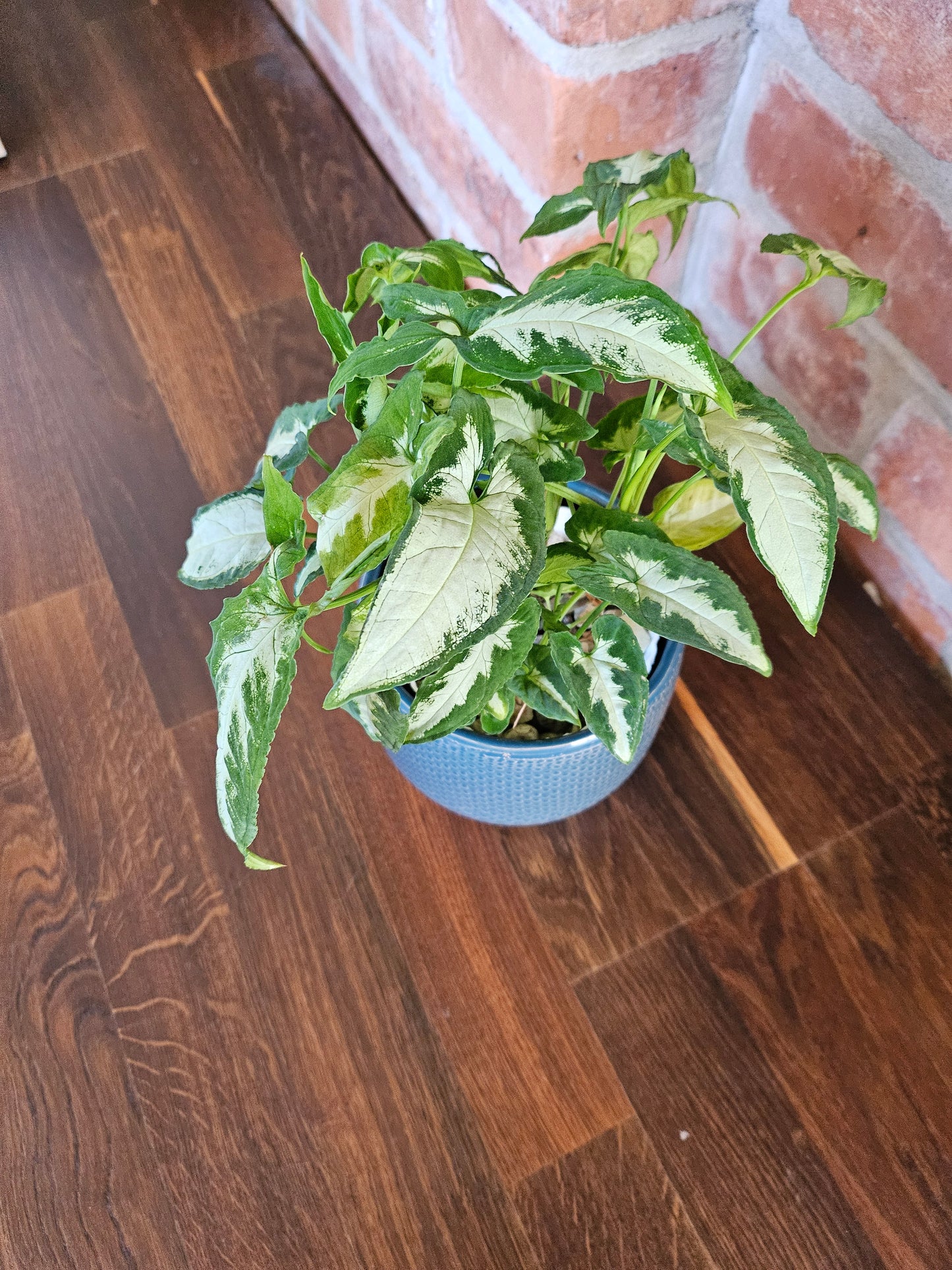 Syngonium wendlandii silver goosefoot Pflanze Rarität