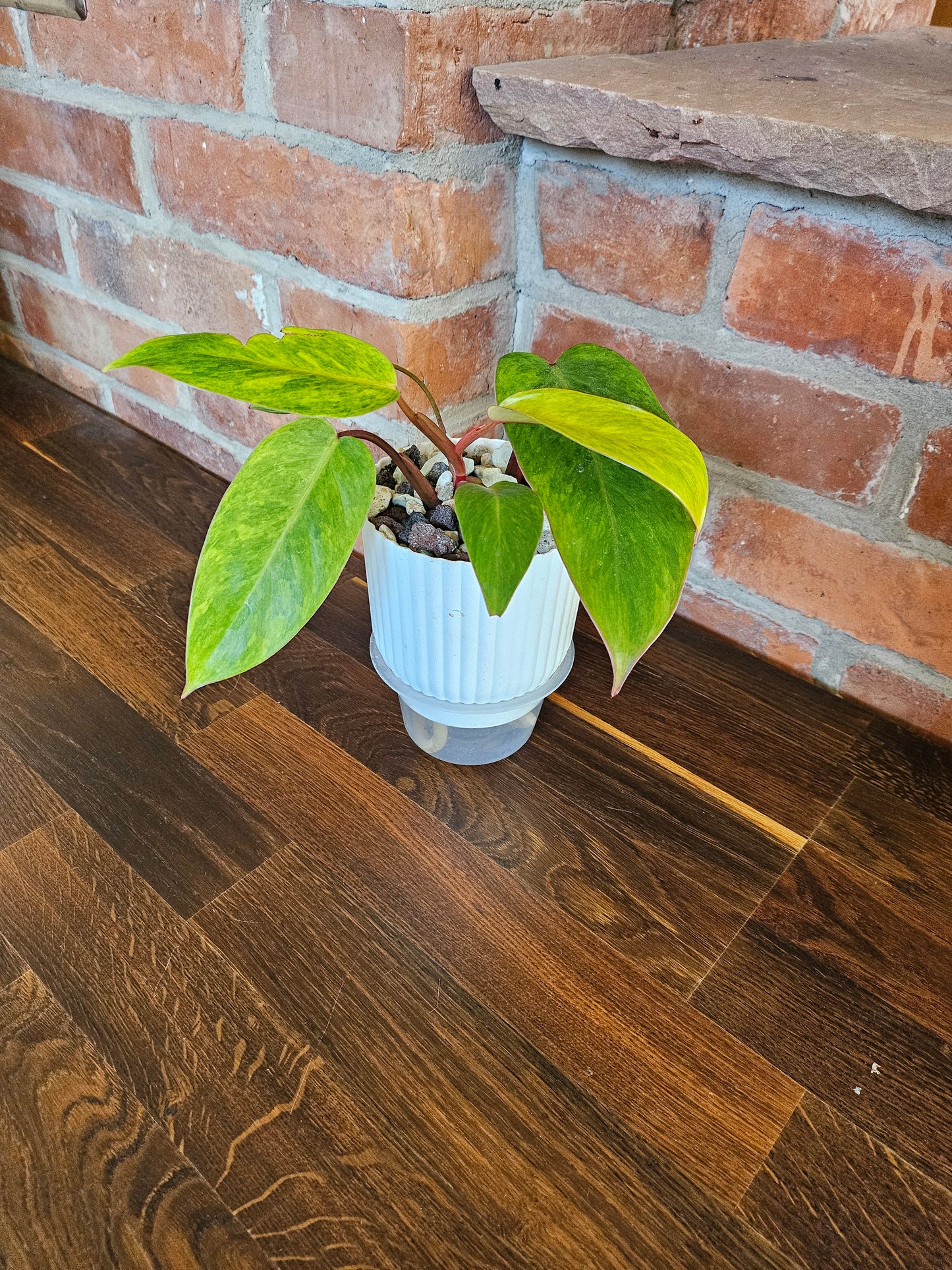 Philodendron painted lady Pflanze