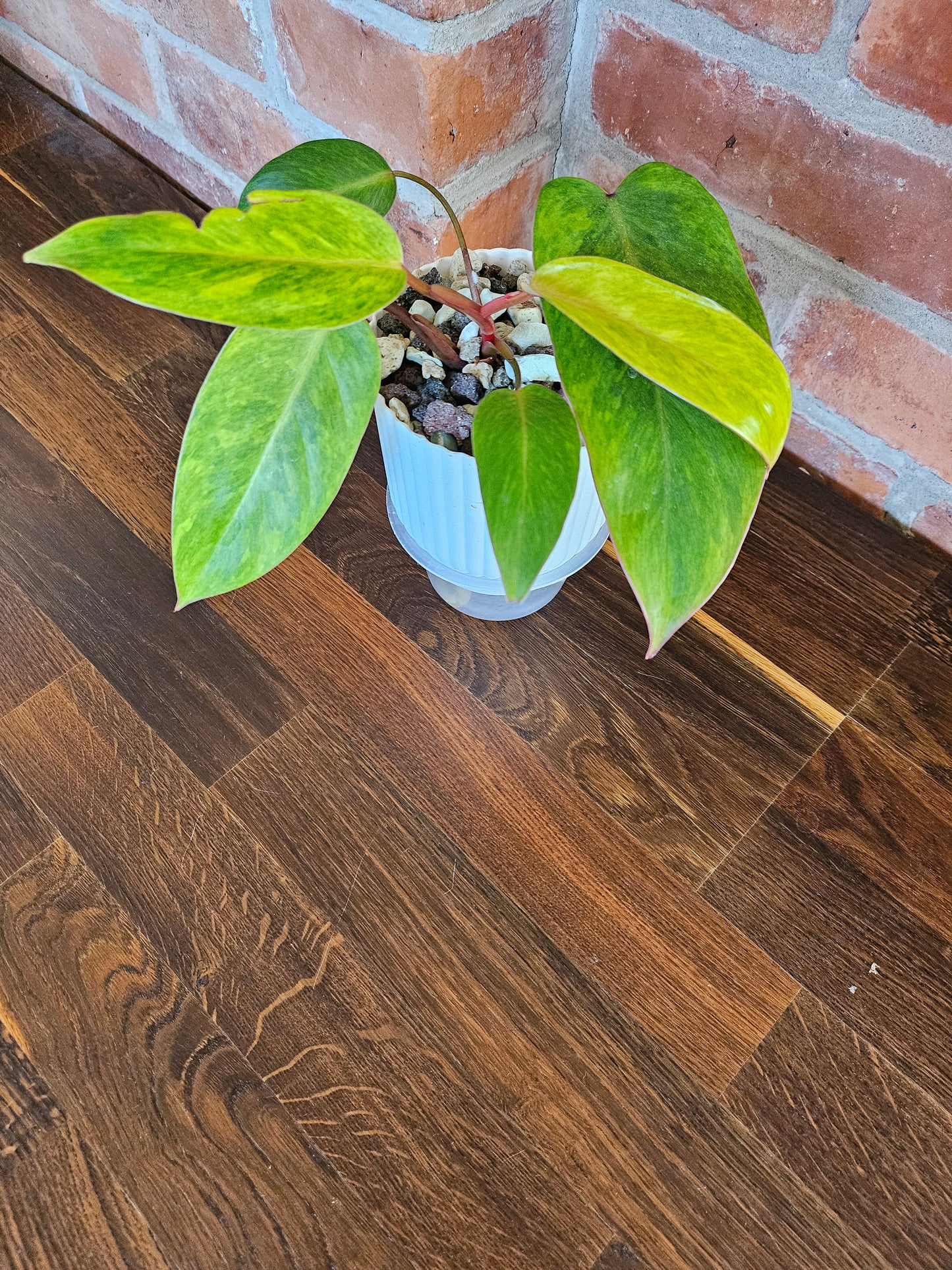 Philodendron painted lady Pflanze
