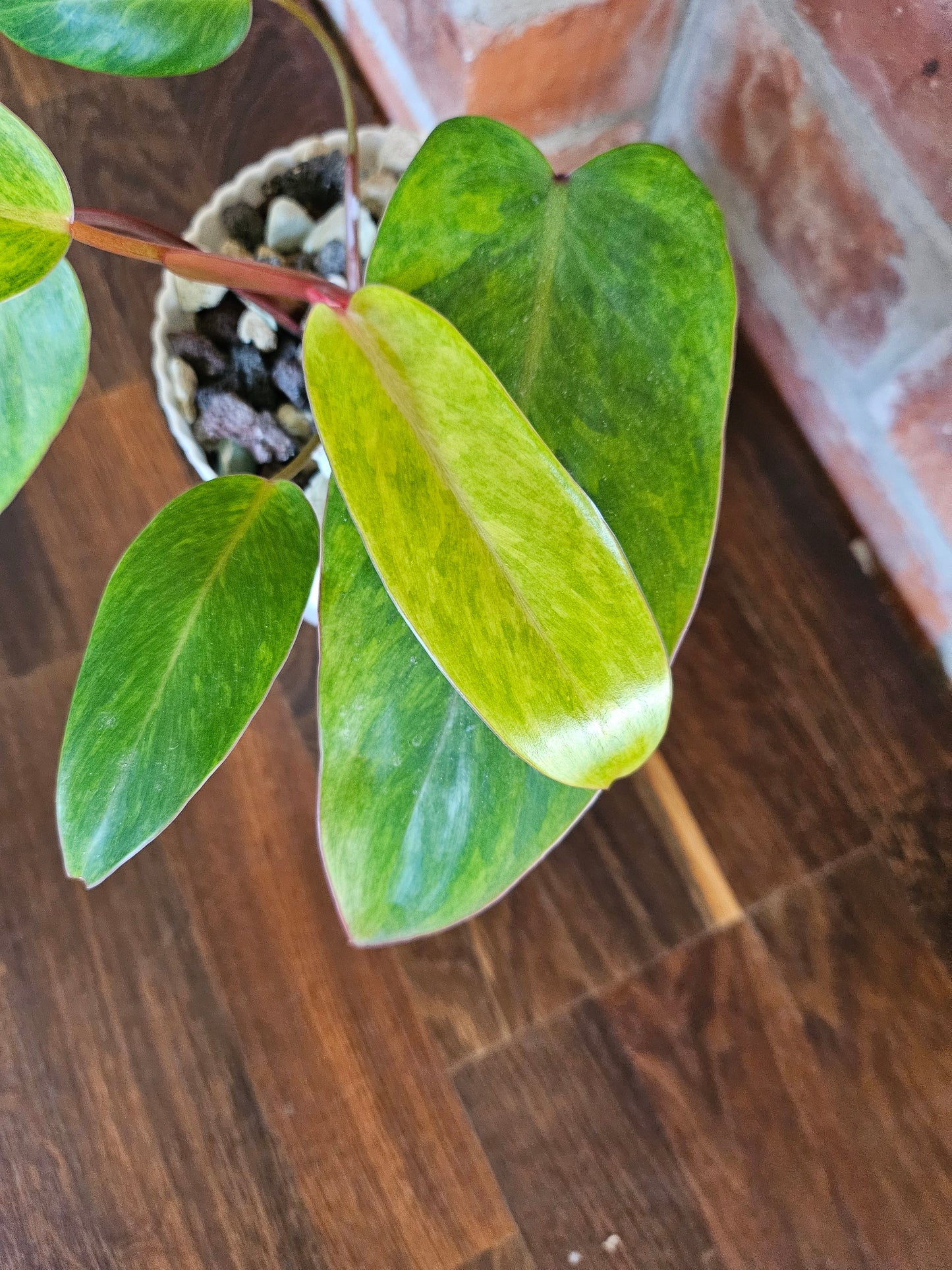 Philodendron painted lady Pflanze