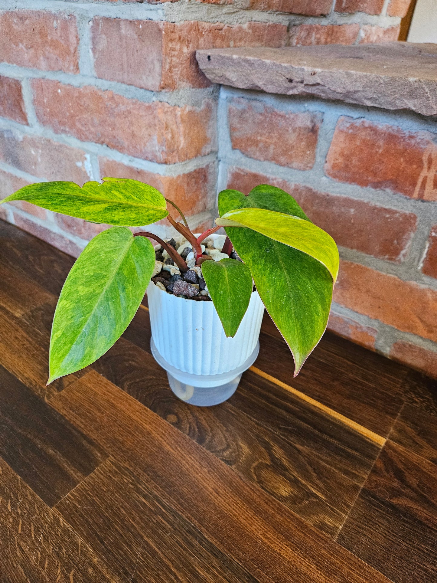 Philodendron painted lady Pflanze