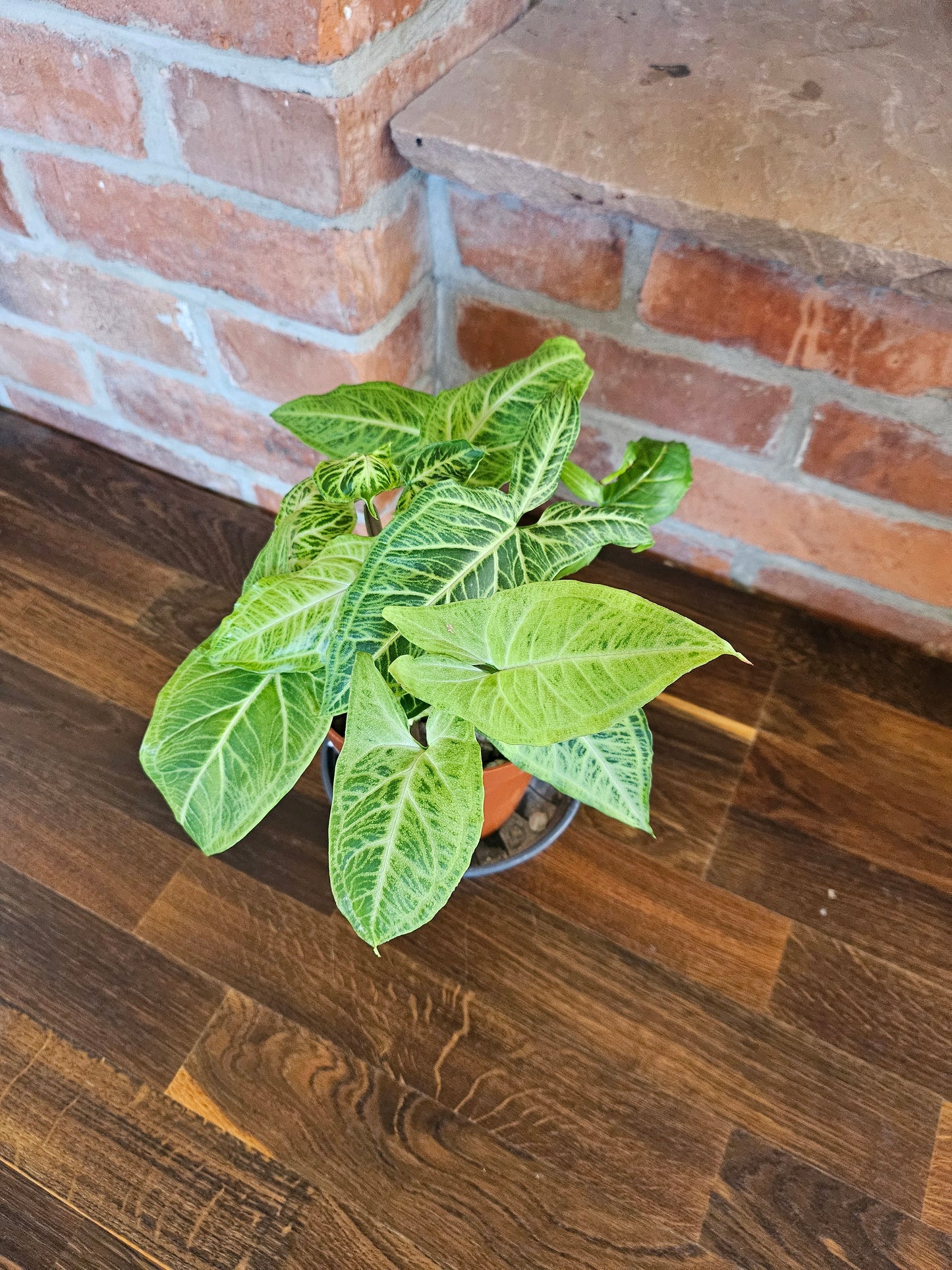 Syngonium Batik Pflanze