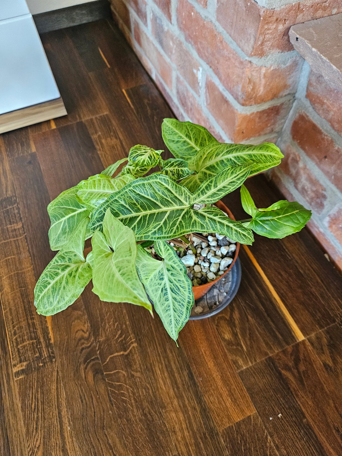 Syngonium Batik Pflanze