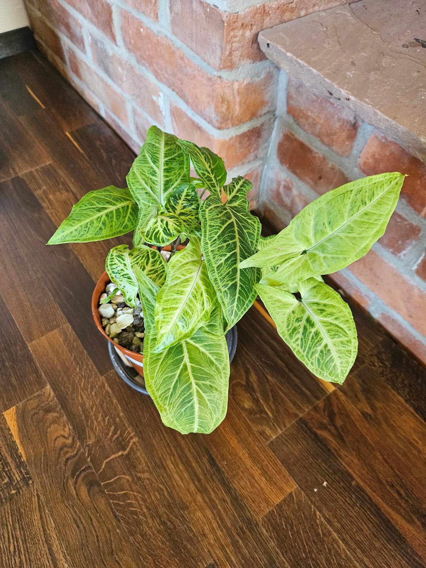 Syngonium Batik Pflanze