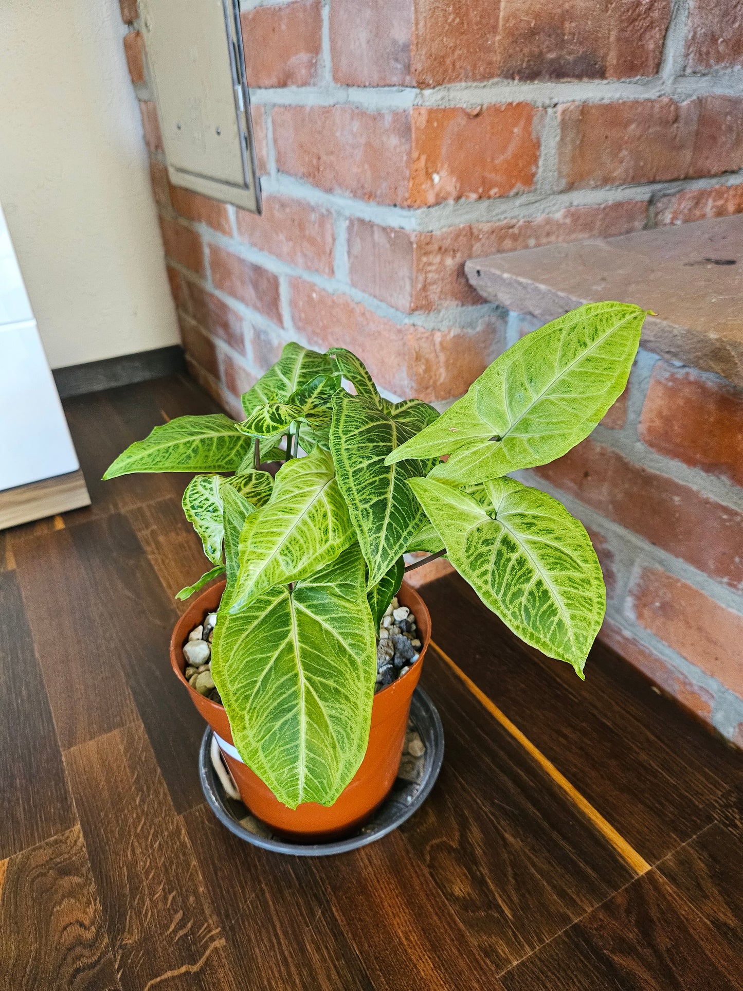 Syngonium Batik Pflanze