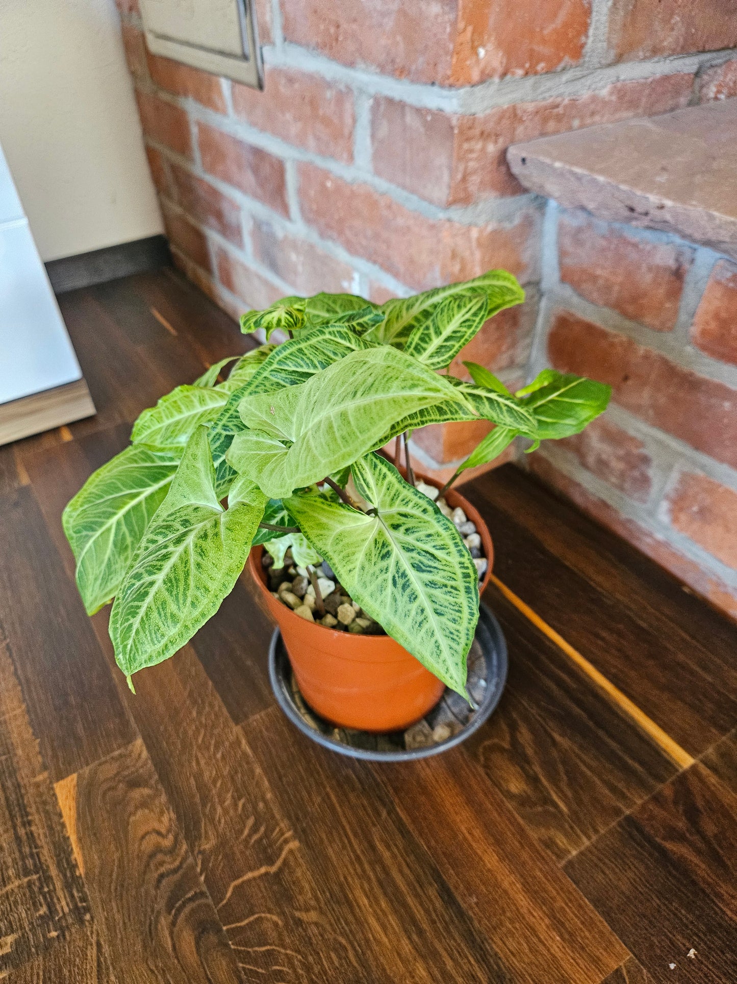 Syngonium Batik Pflanze