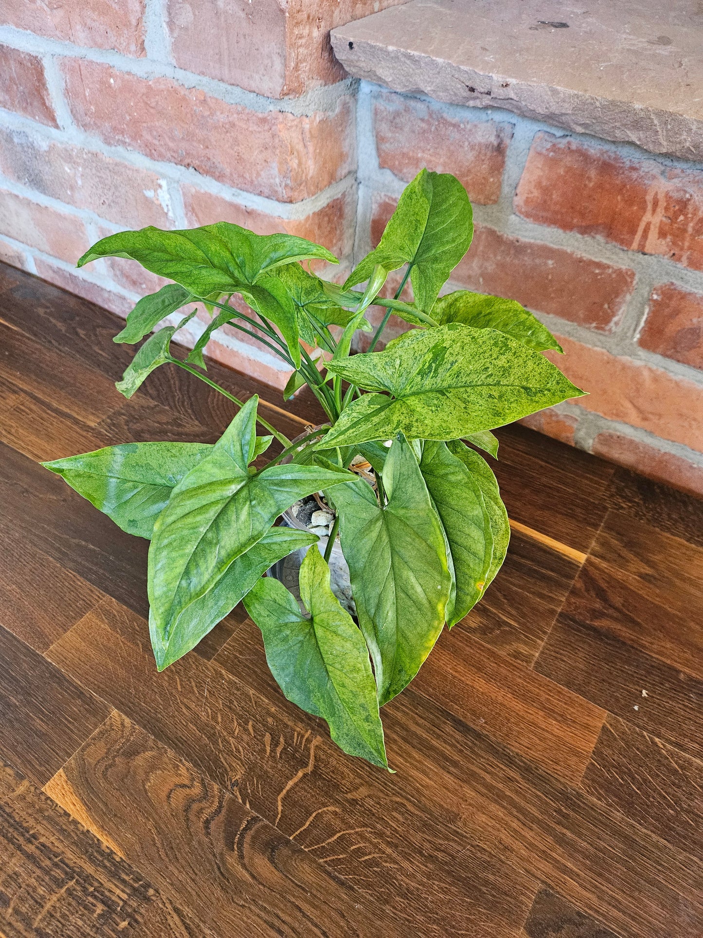 Syngonium mottled mojito Pflanze