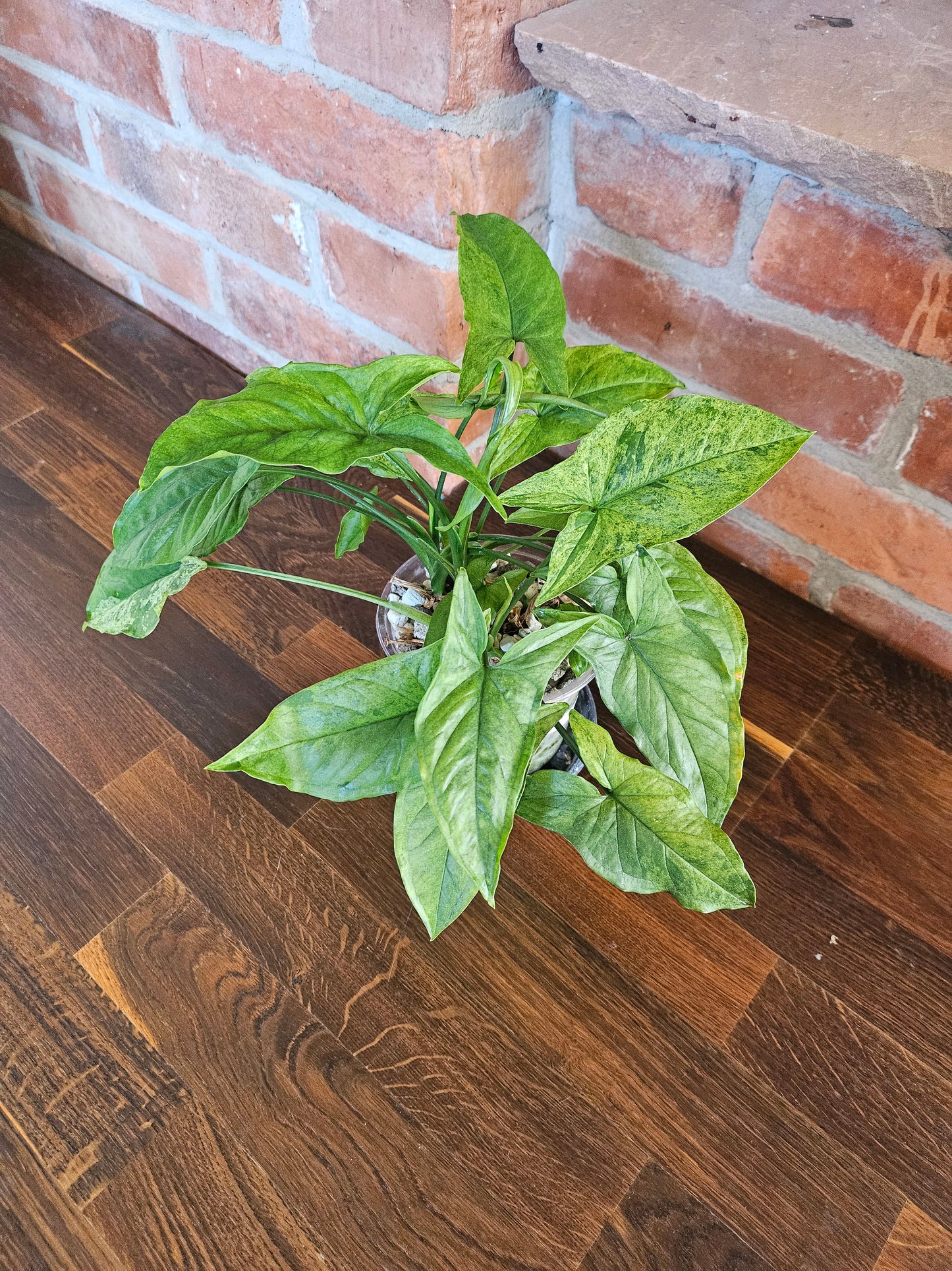 Syngonium mottled mojito Pflanze