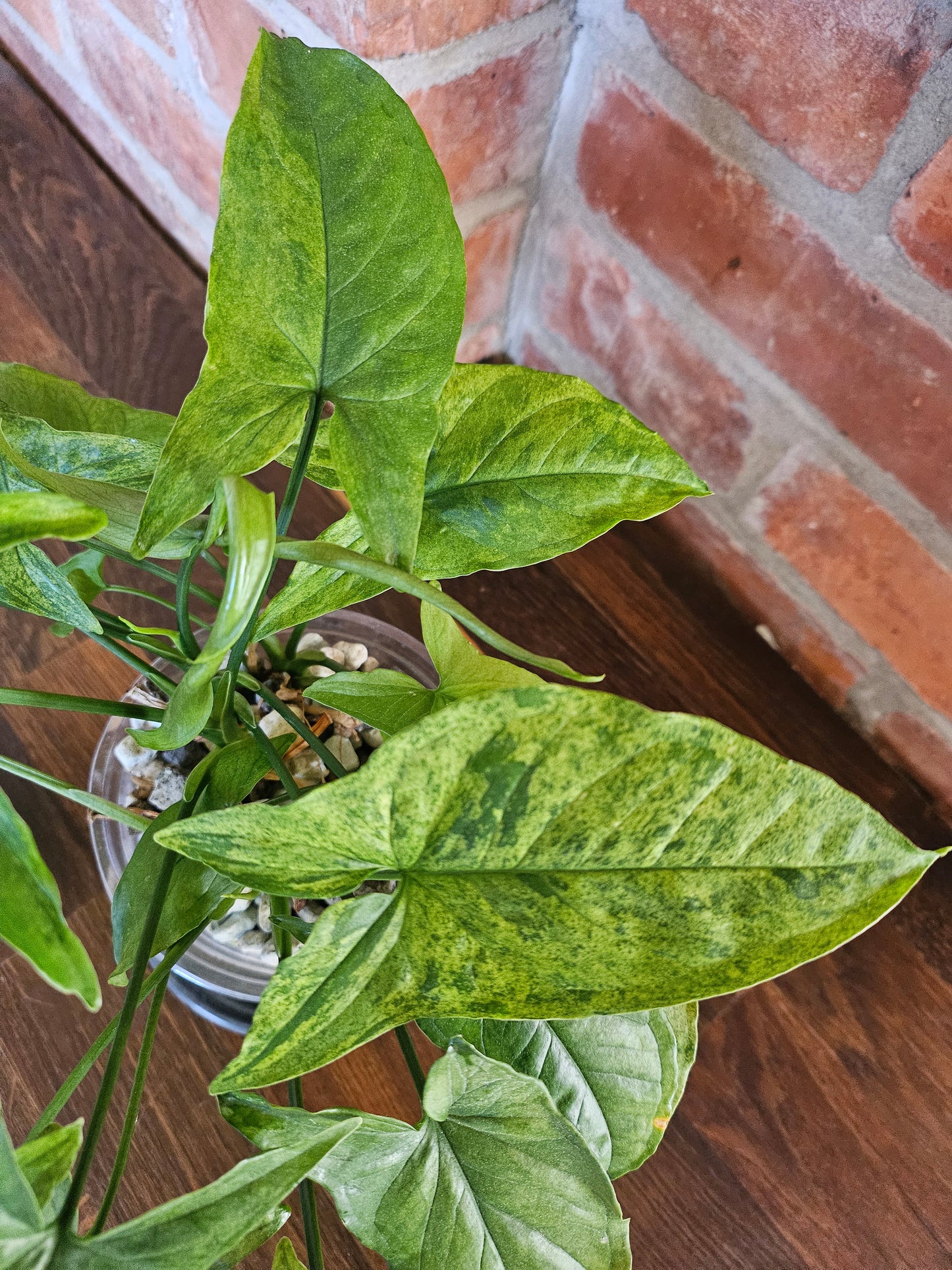 Syngonium mottled mojito Pflanze