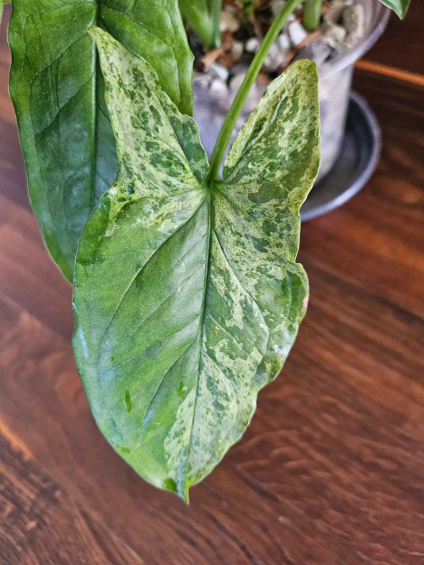 Syngonium mottled mojito Pflanze