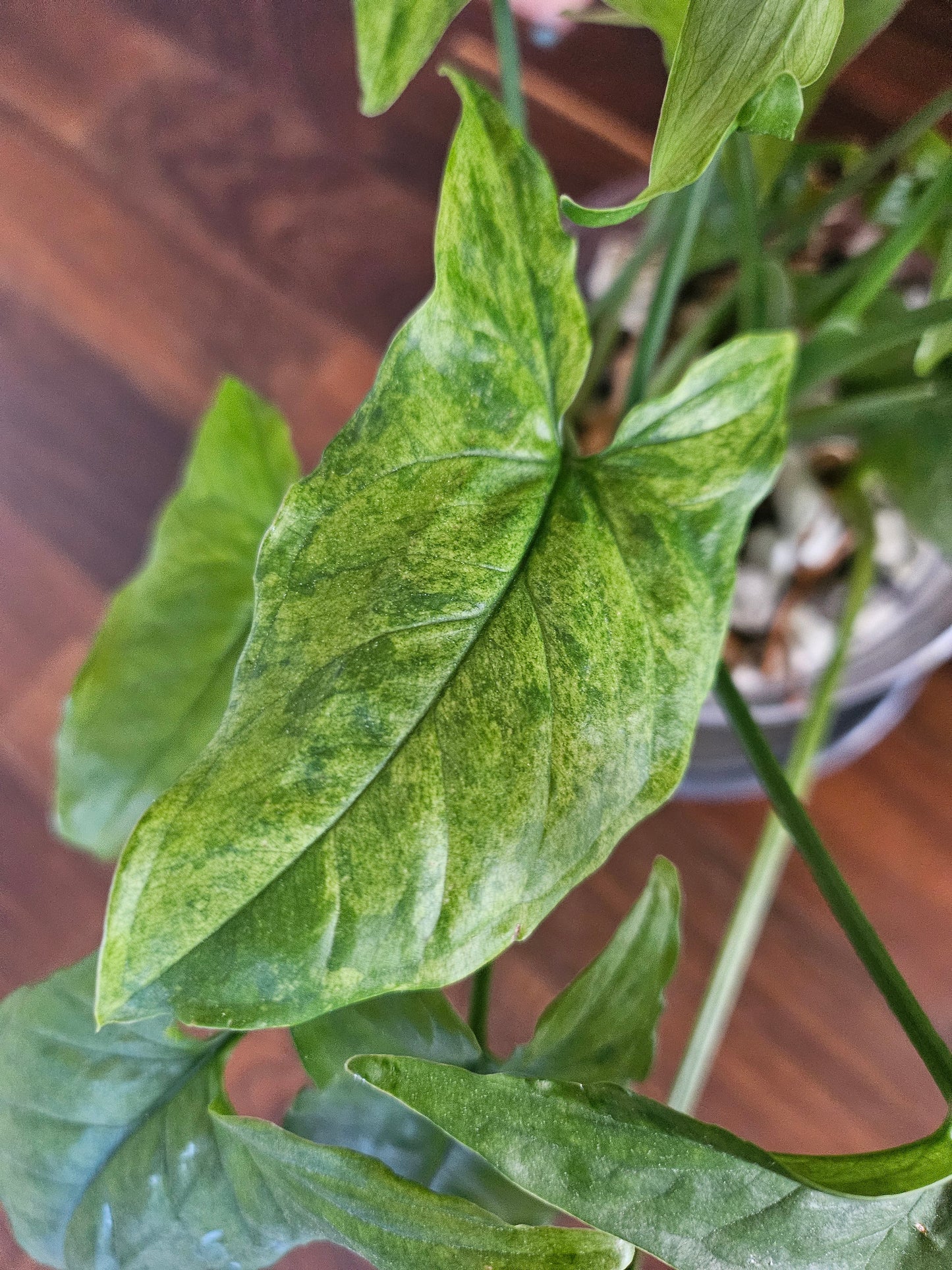 Syngonium mottled mojito Pflanze