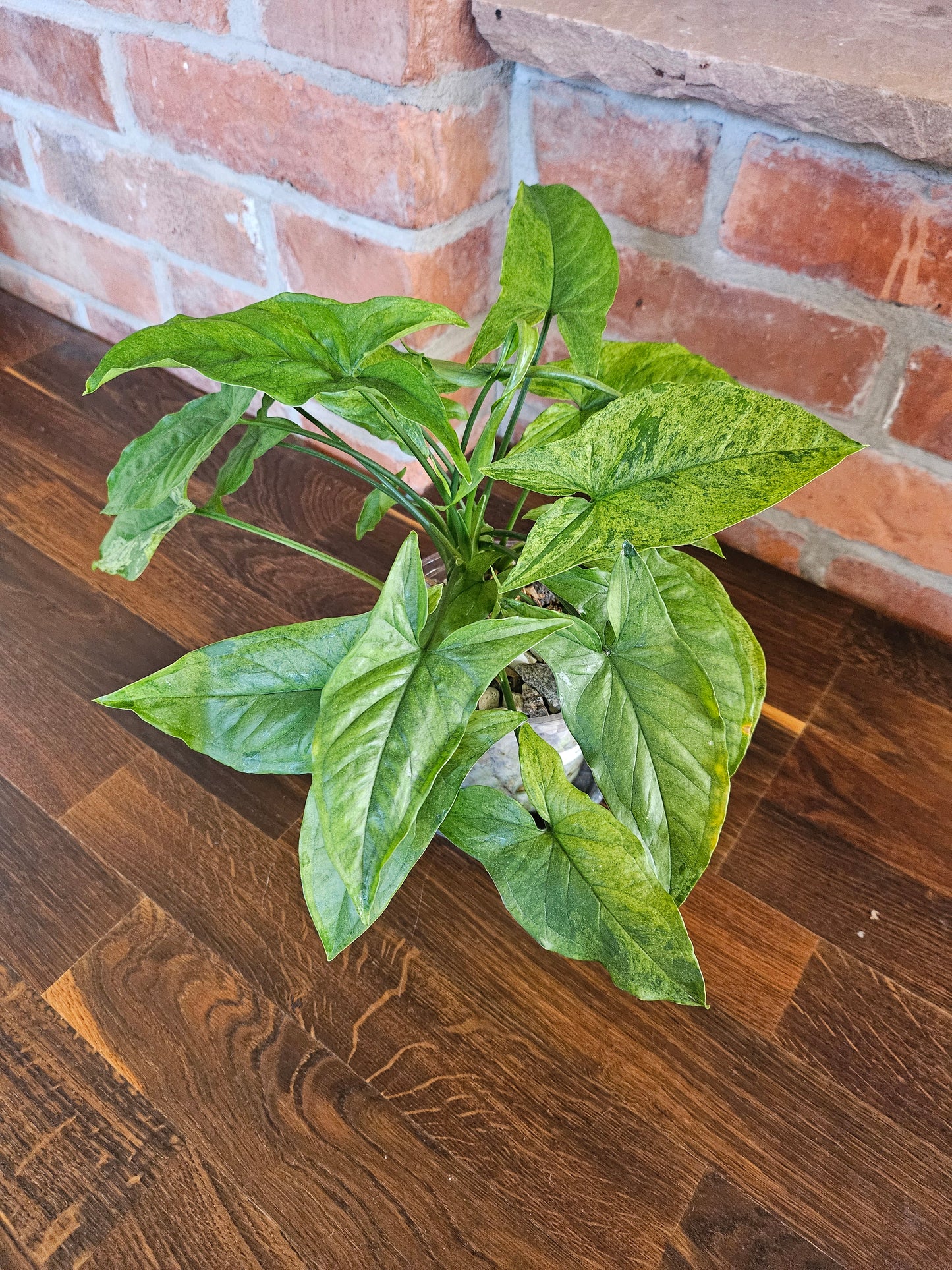 Syngonium mottled mojito Pflanze