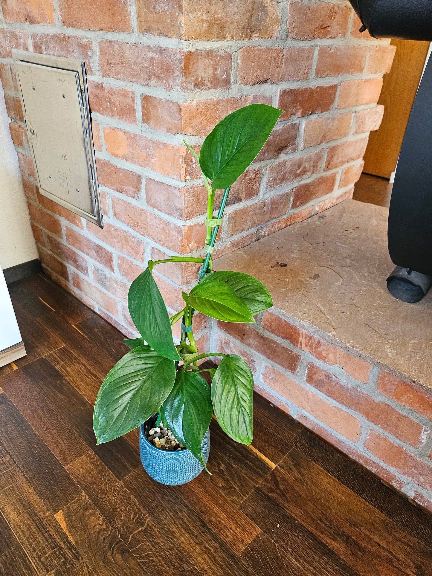 Monstera Lechleriana Pflanze