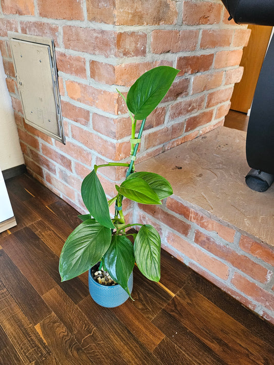 Monstera Lechleriana Pflanze