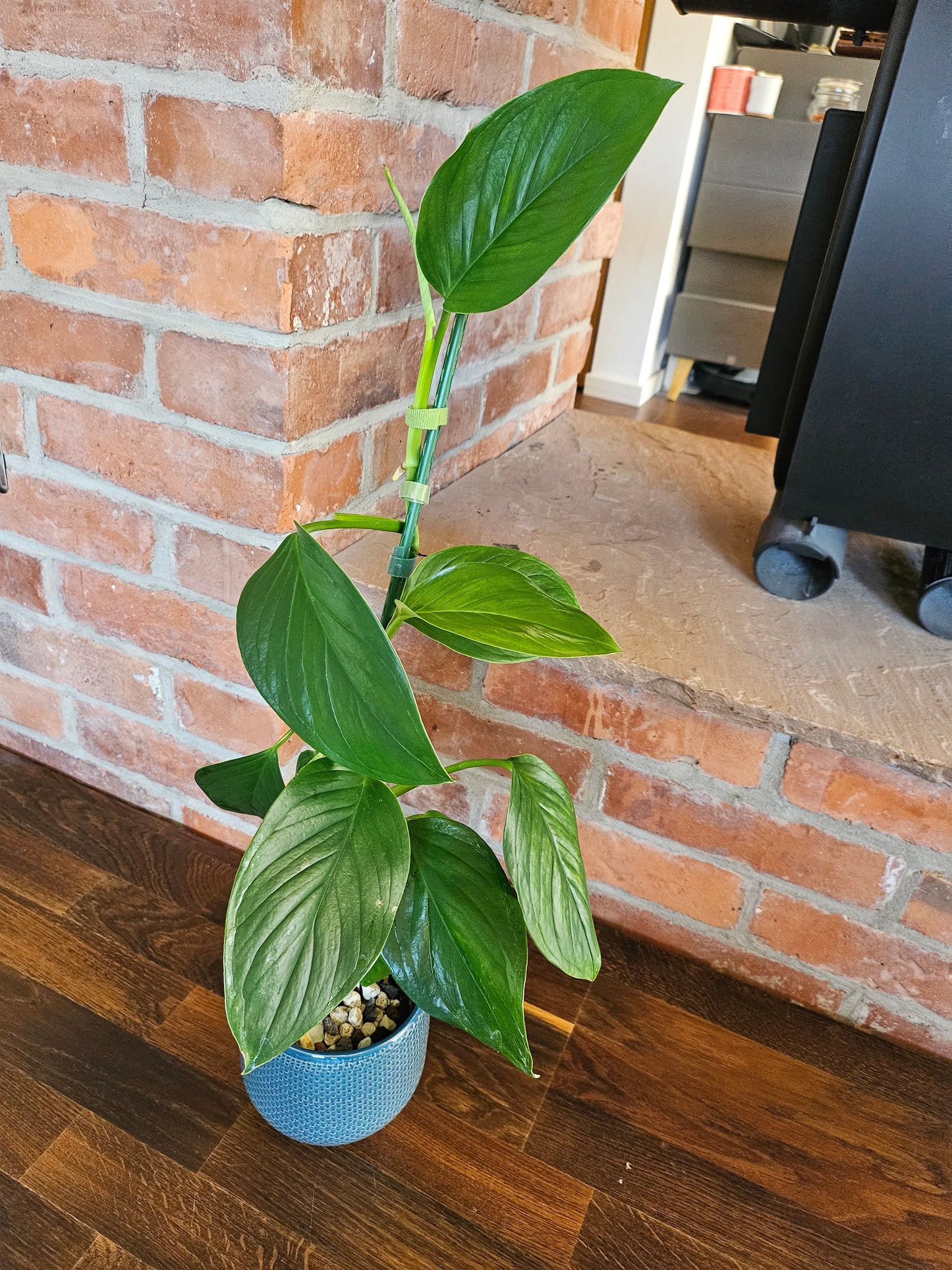 Monstera Lechleriana Pflanze