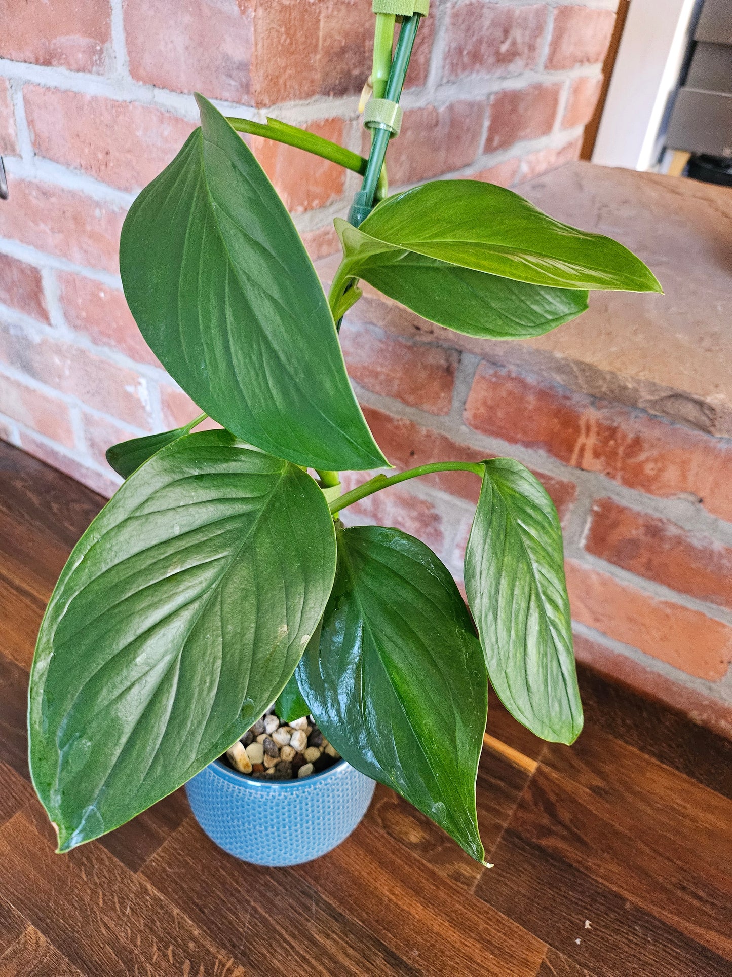 Monstera Lechleriana Pflanze