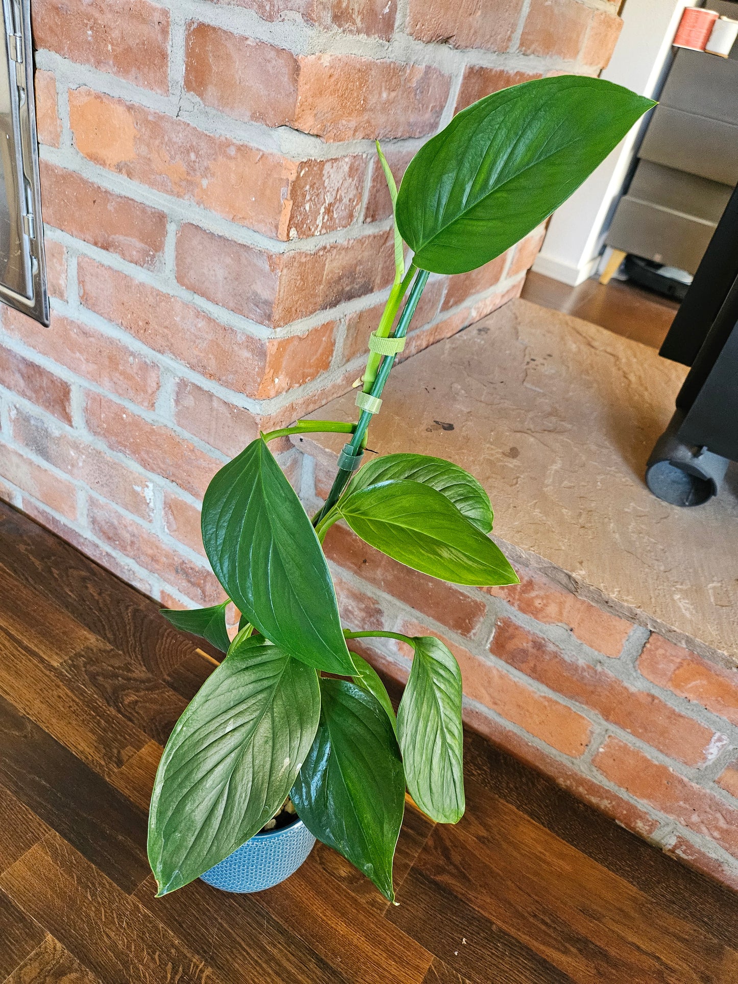 Monstera Lechleriana Pflanze