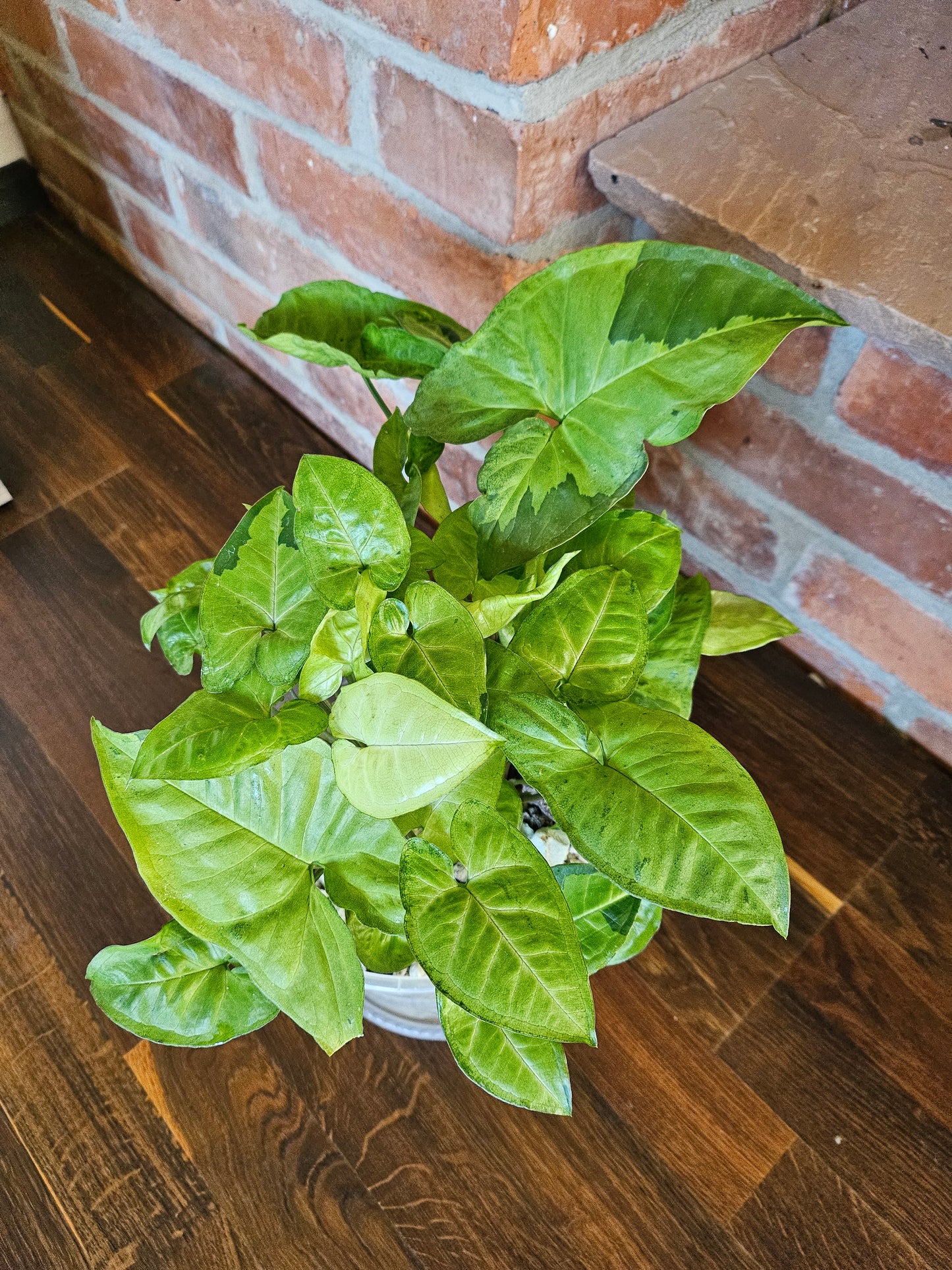 Syngonium panda white form white panda Pflanze