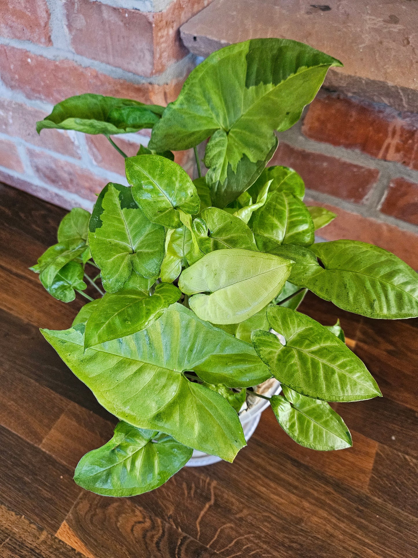 Syngonium panda white form white panda Pflanze