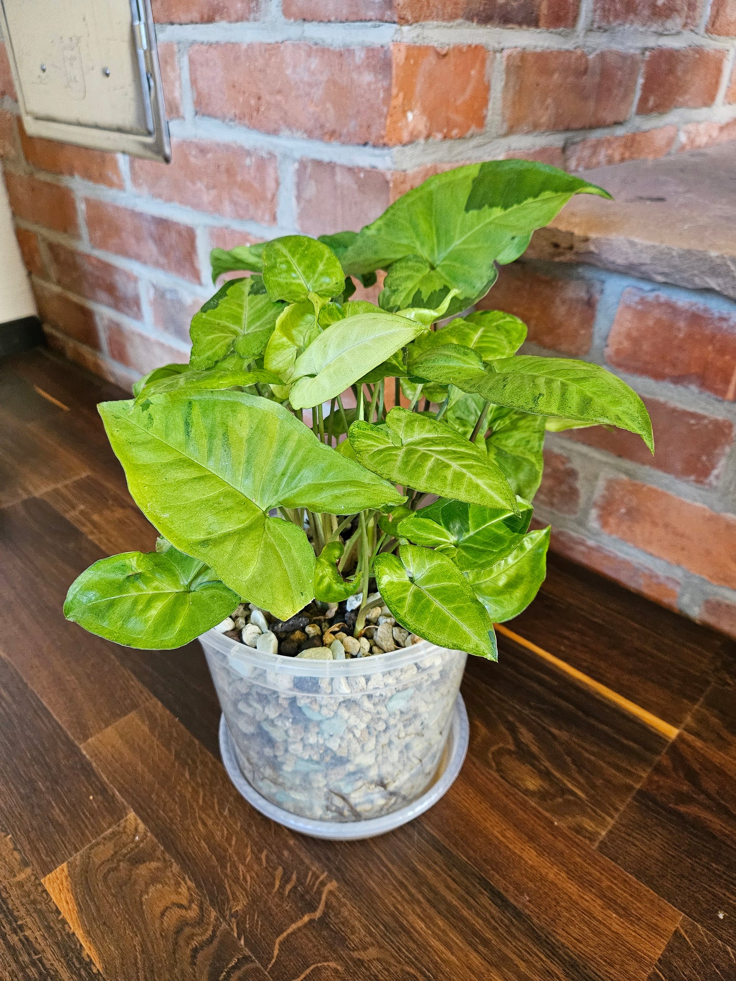 Syngonium panda white form white panda Pflanze
