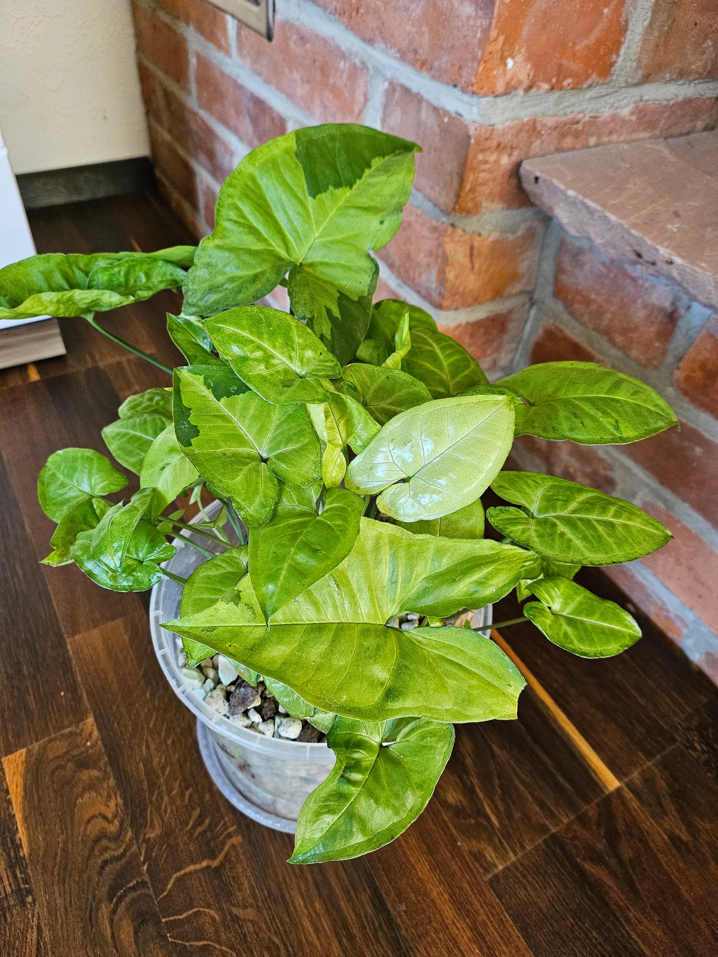 Syngonium panda white form white panda Pflanze