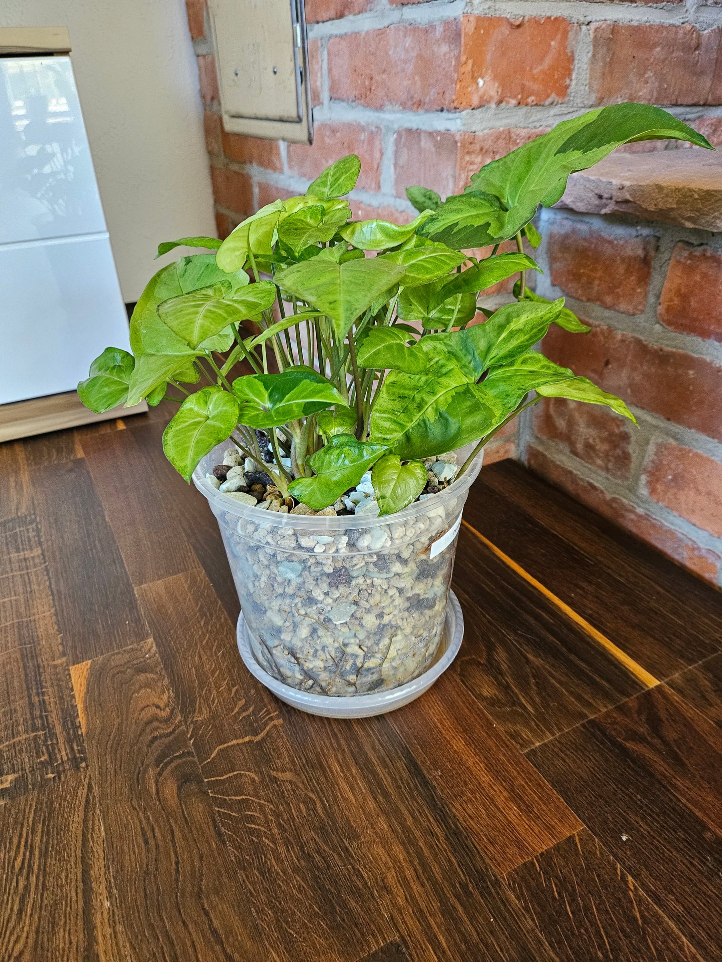 Syngonium panda white form white panda Pflanze