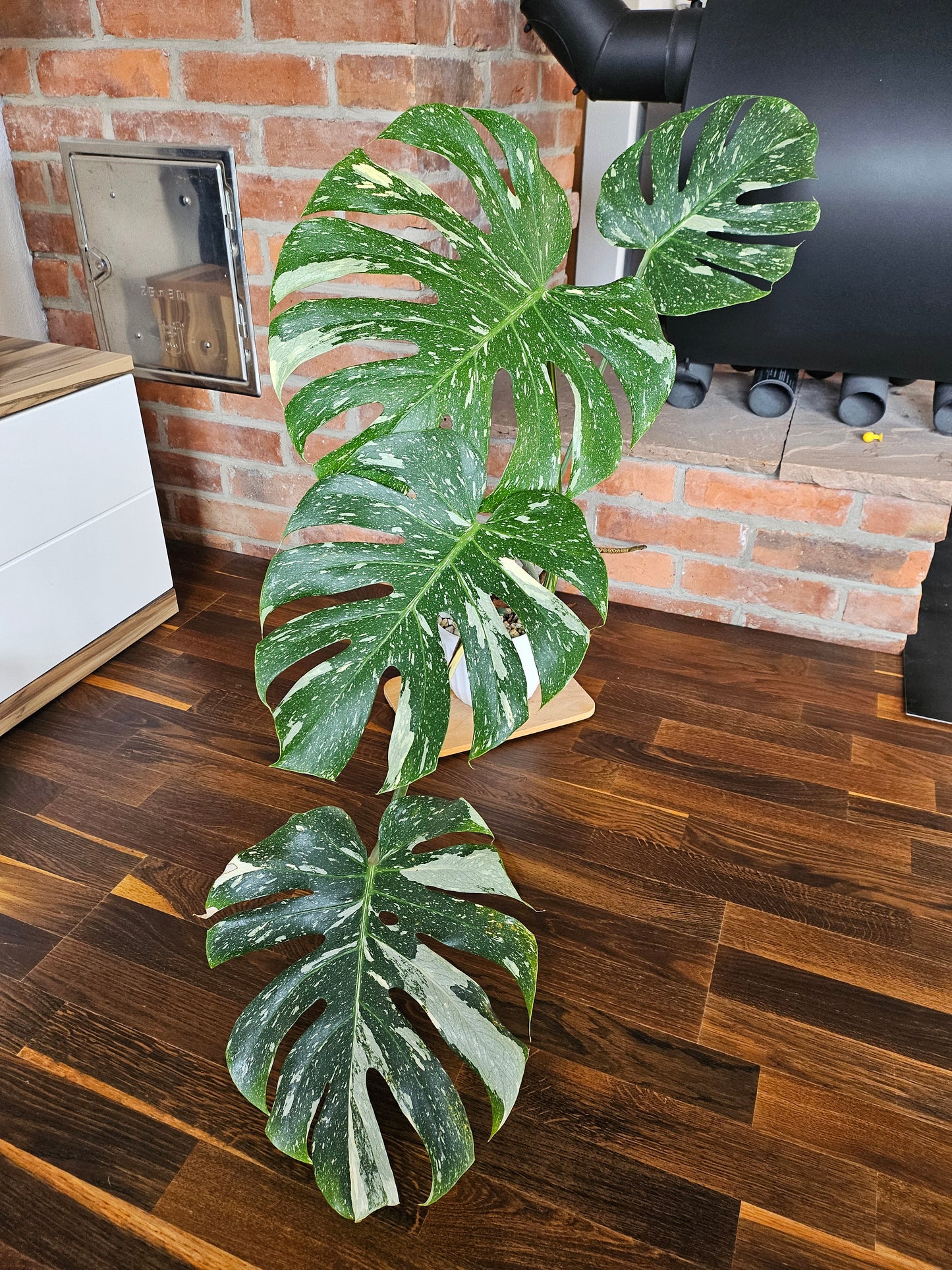 Monstera Thai Constellation XXL große Pflanze