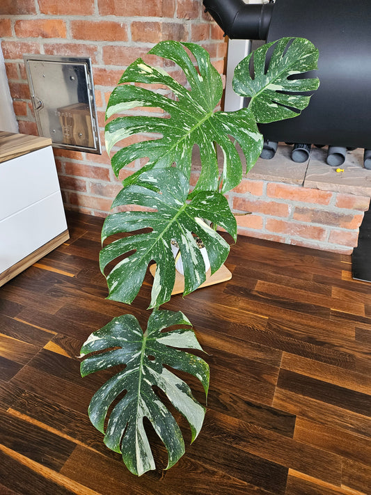 Monstera Thai Constellation XXL große Pflanze