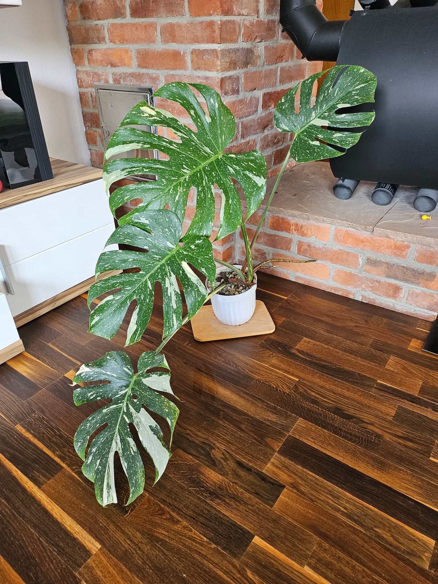 Monstera Thai Constellation XXL große Pflanze