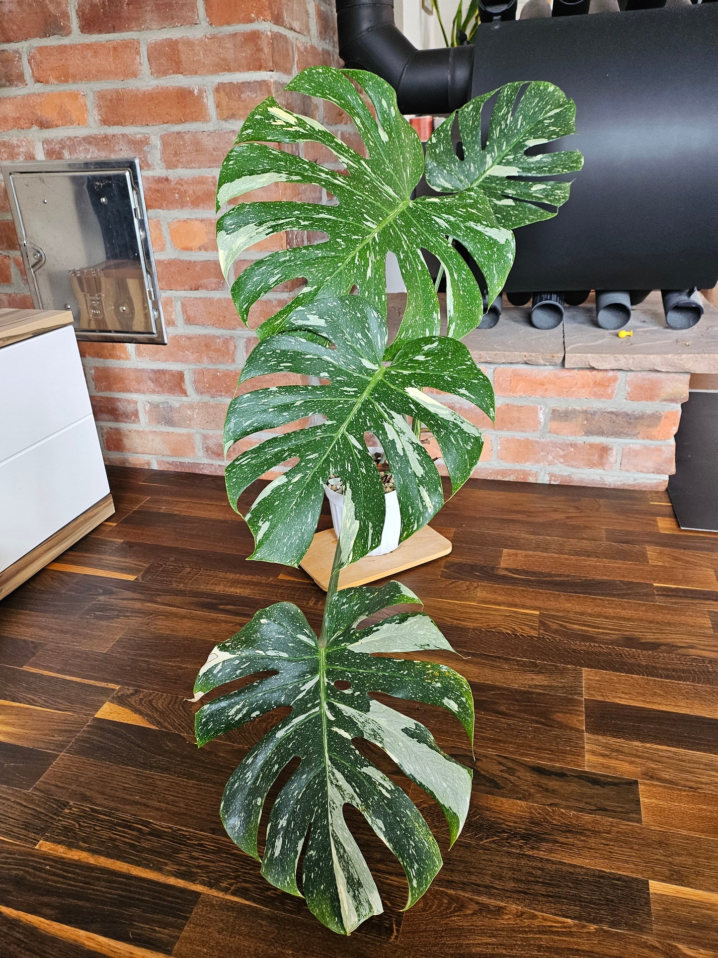 Monstera Thai Constellation XXL große Pflanze