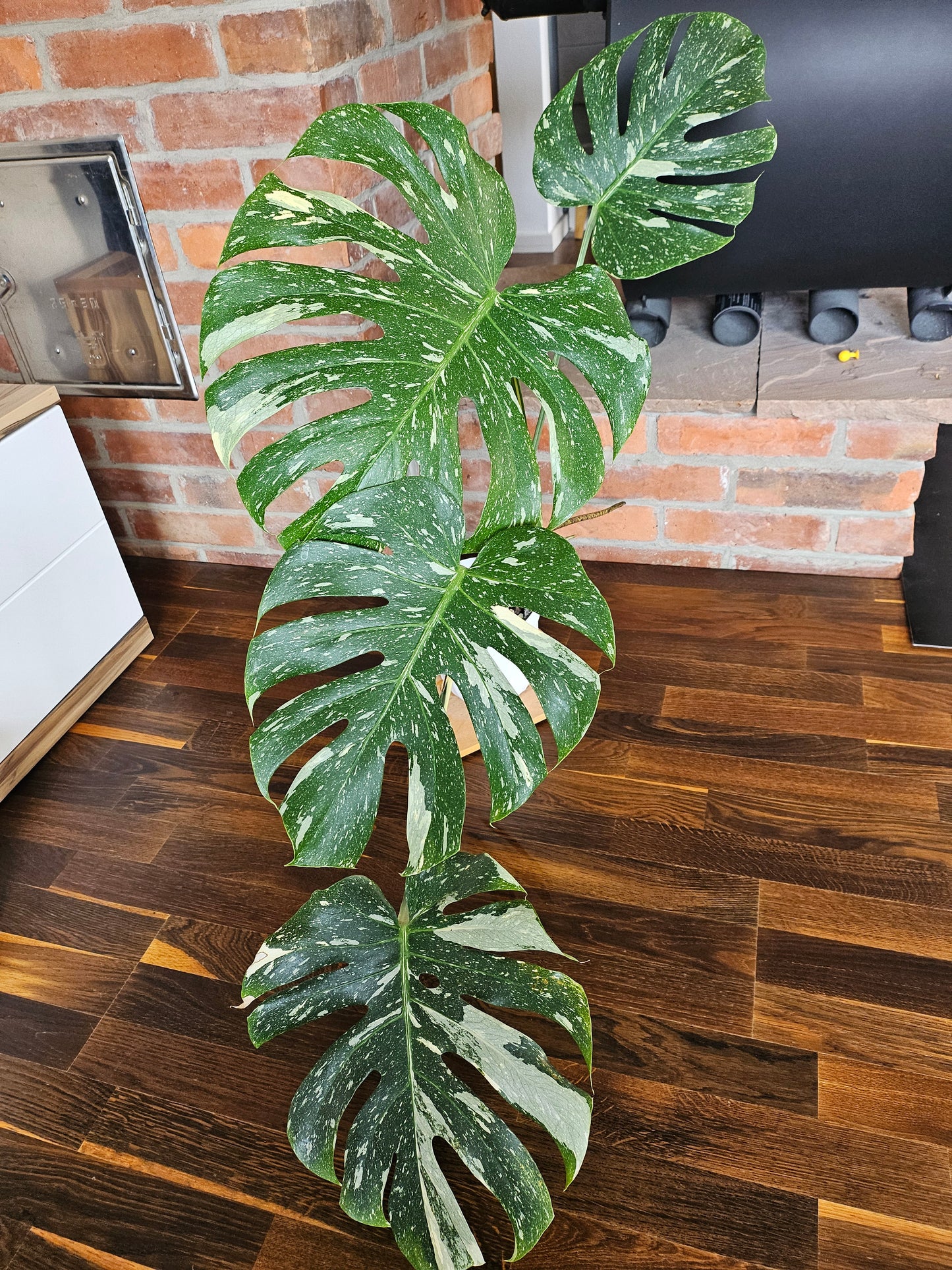 Monstera Thai Constellation XXL große Pflanze
