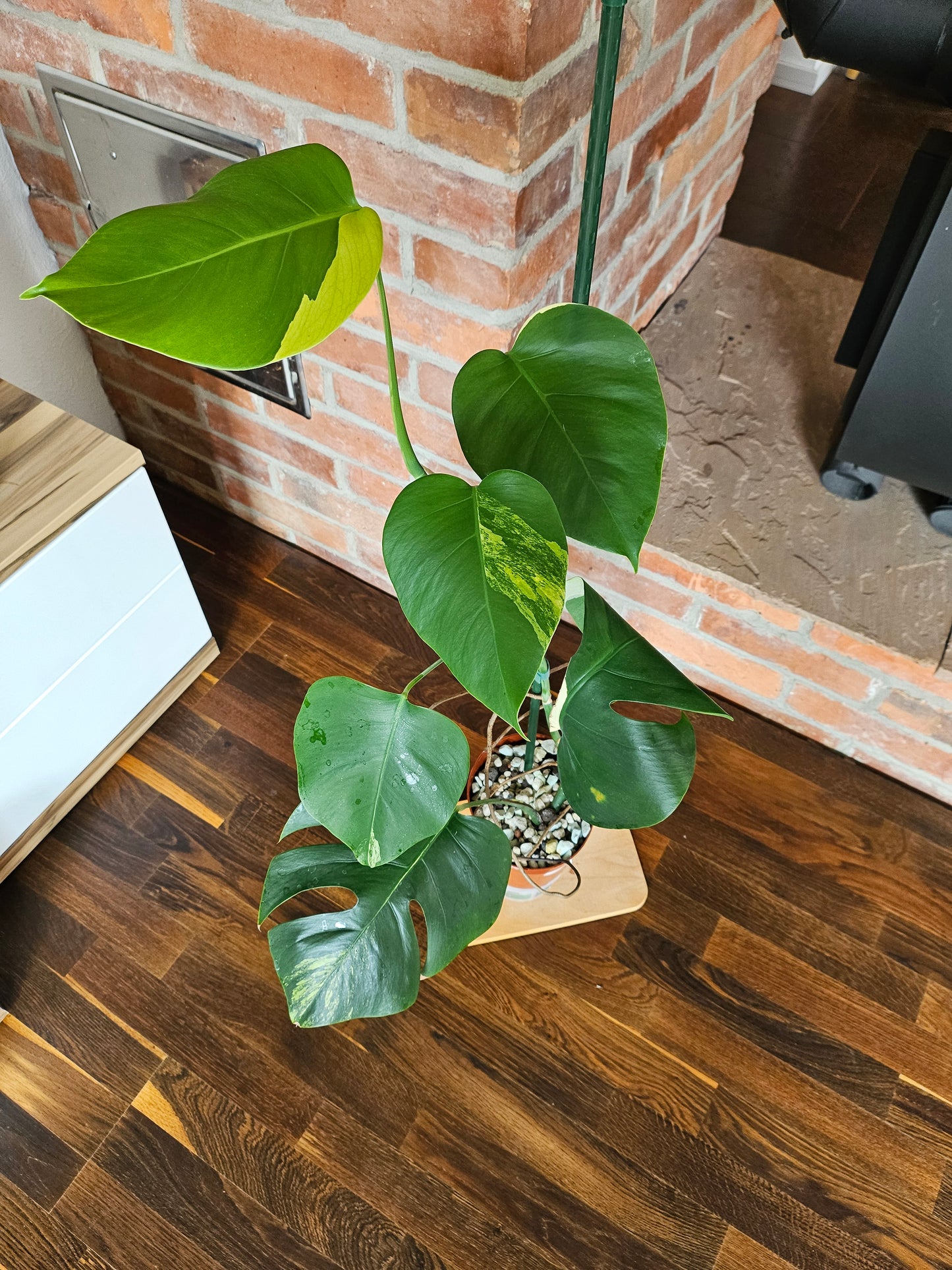 Monstera Deliciosa aurea variegata große Pflanze tolle Panaschierung