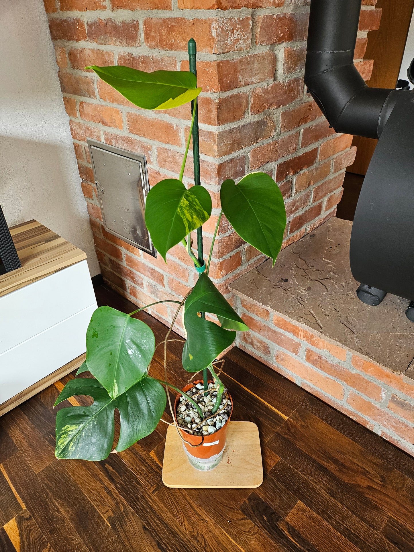 Monstera Deliciosa aurea variegata große Pflanze tolle Panaschierung