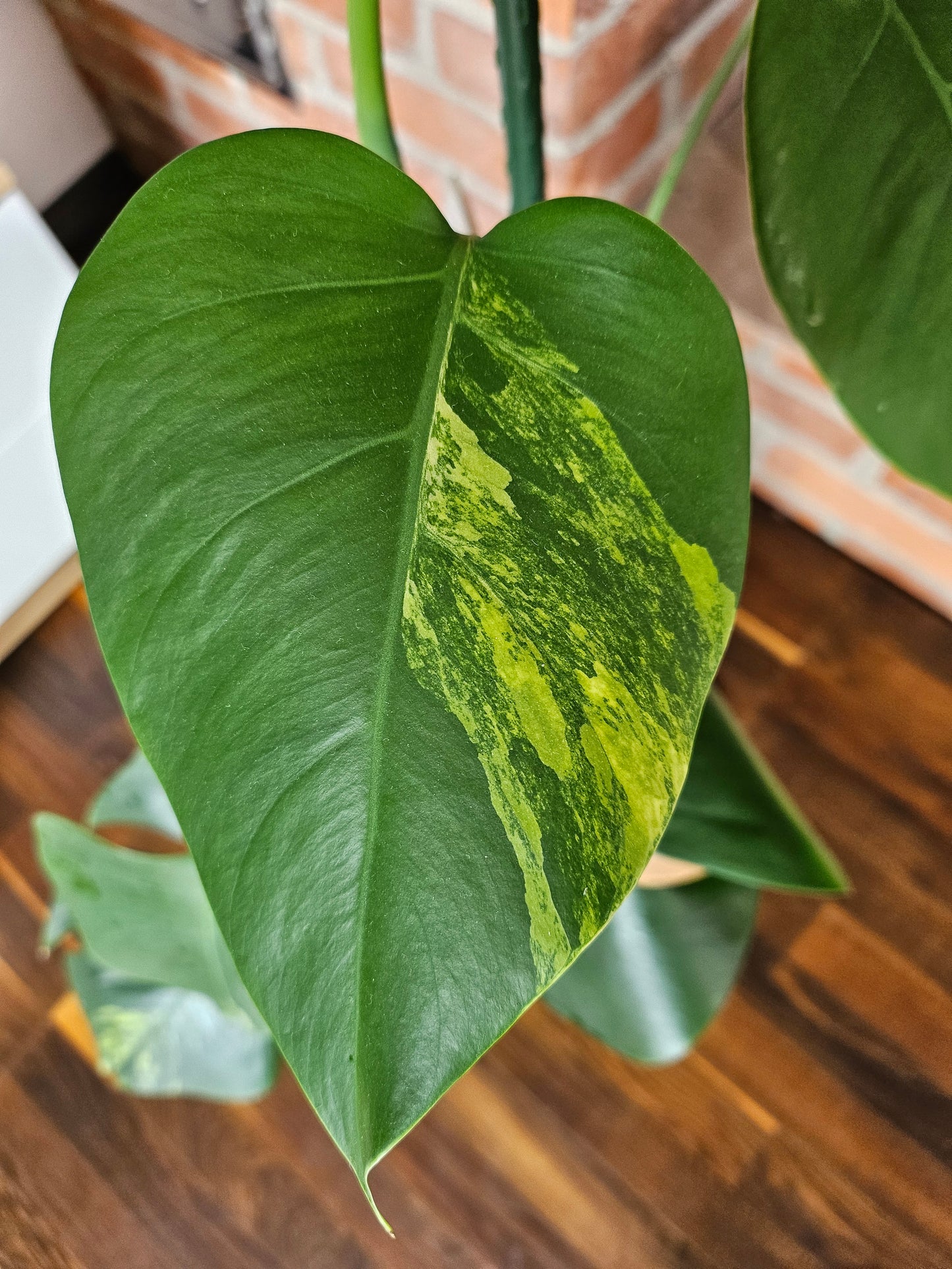 Monstera Deliciosa aurea variegata große Pflanze tolle Panaschierung