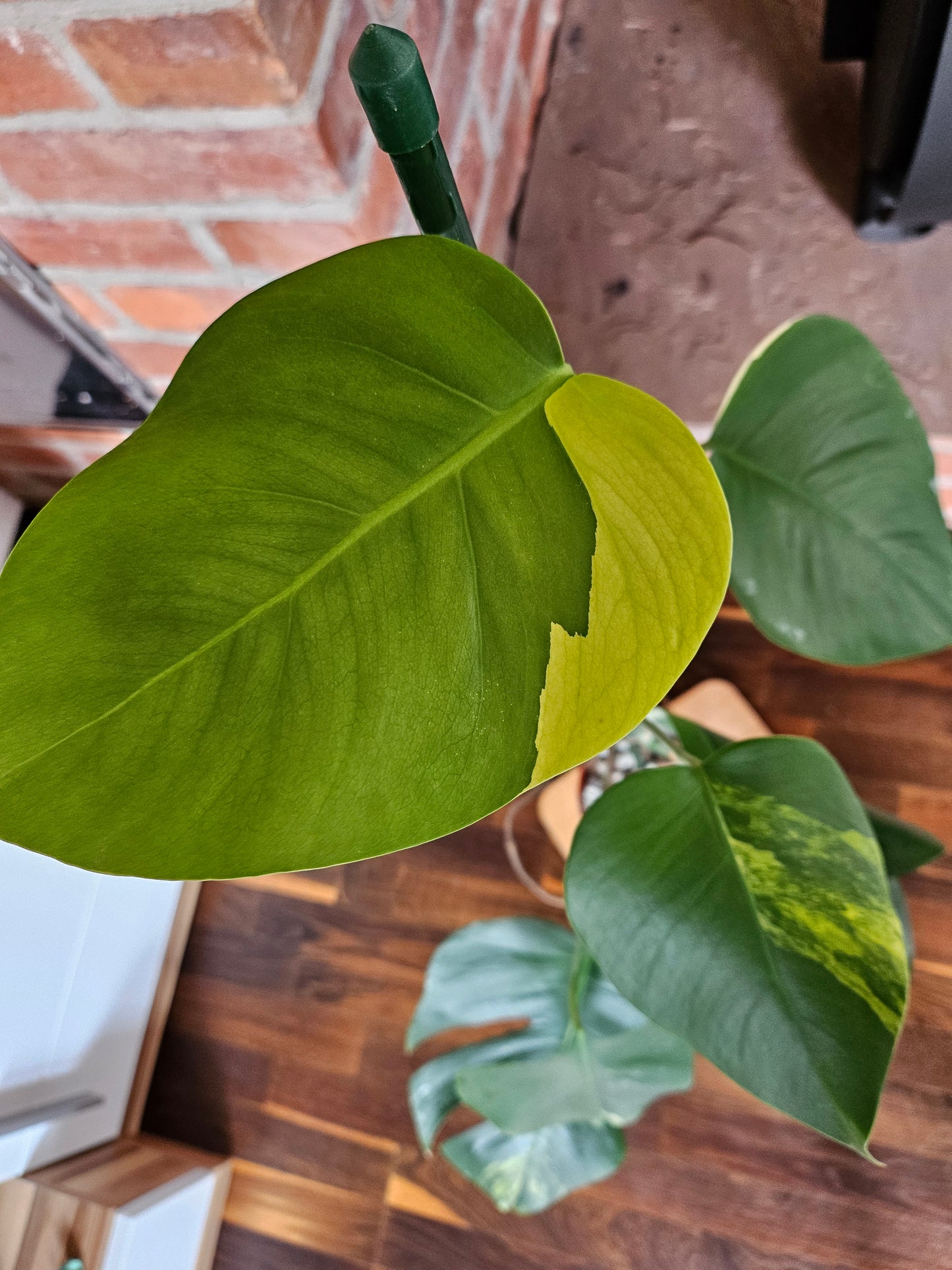 Monstera Deliciosa aurea variegata große Pflanze tolle Panaschierung