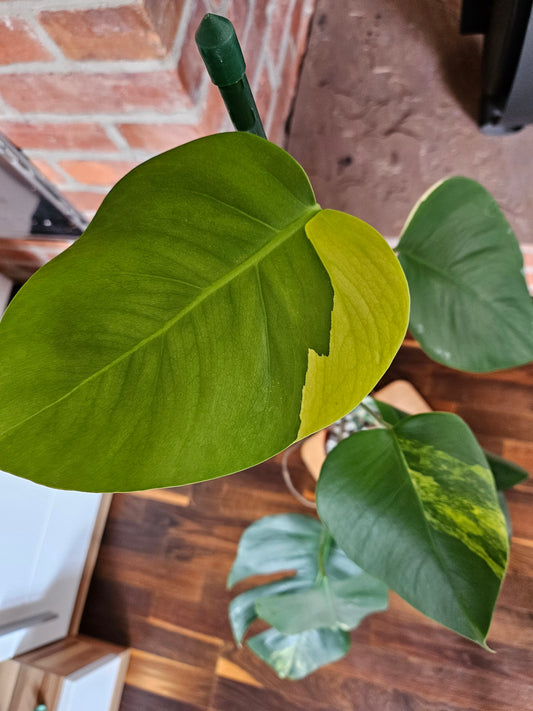 Monstera Deliciosa aurea variegata große Pflanze tolle Panaschierung
