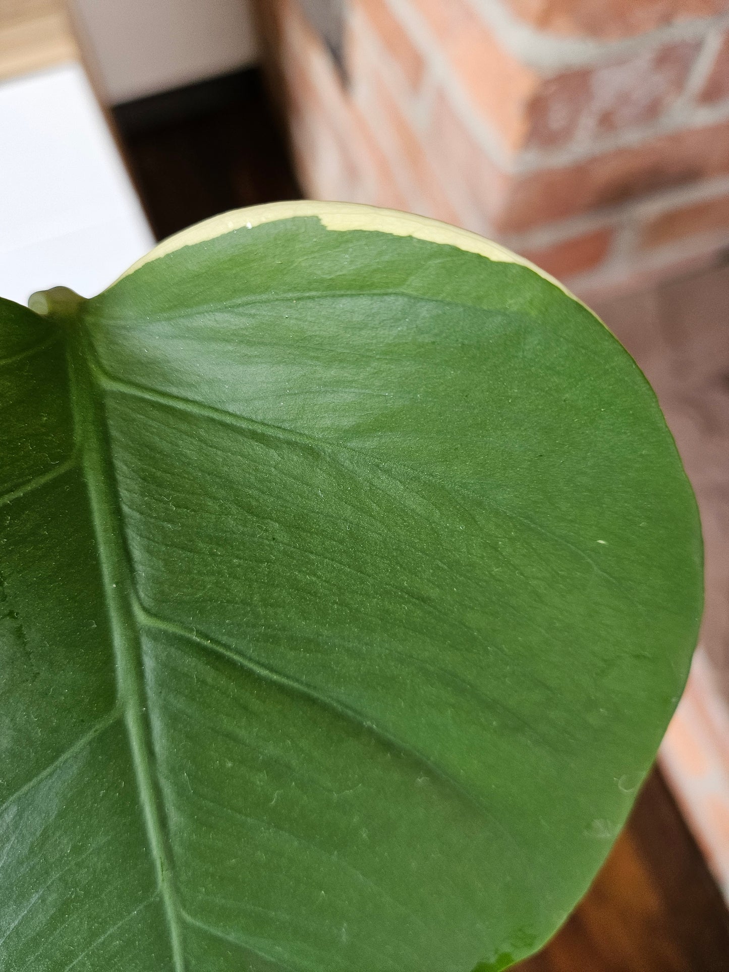 Monstera Deliciosa aurea variegata große Pflanze tolle Panaschierung
