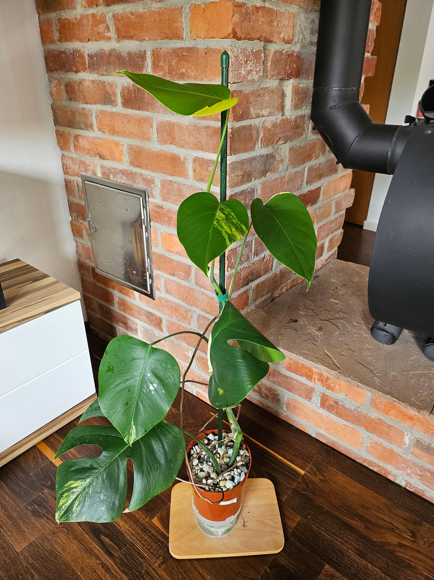 Monstera Deliciosa aurea variegata große Pflanze tolle Panaschierung